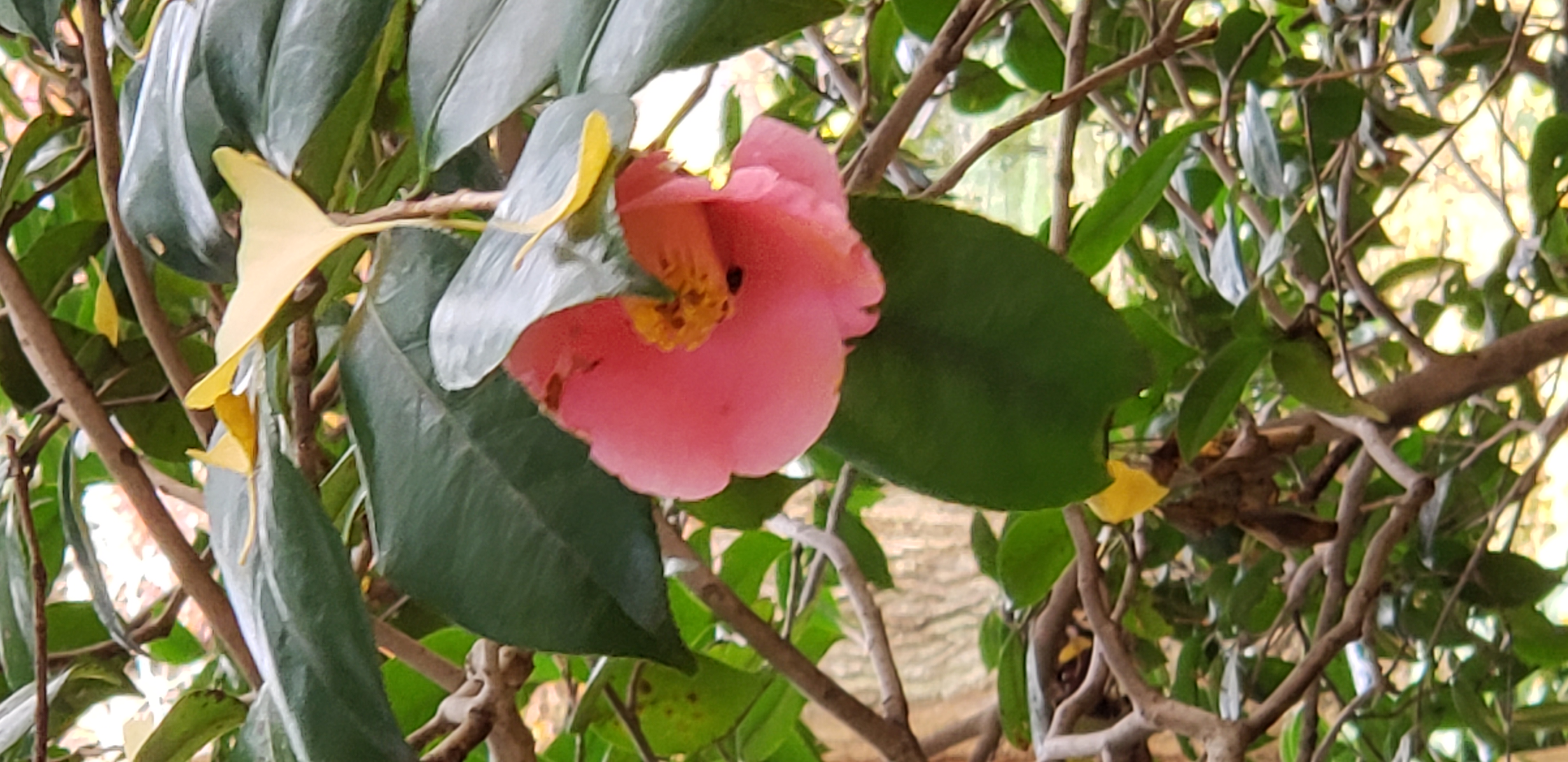 Camellia japonica plantplacesimage20181207_093256.jpg