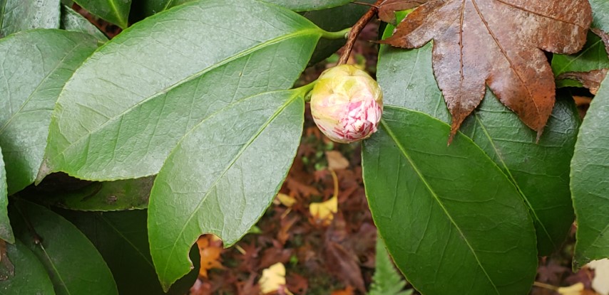 Camellia japonica plantplacesimage20181207_093716.jpg