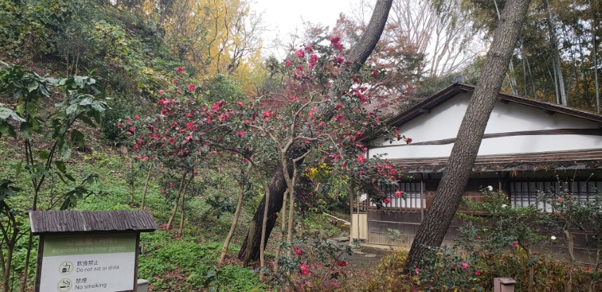 Camellia japonica plantplacesimage20181207_094614.jpg
