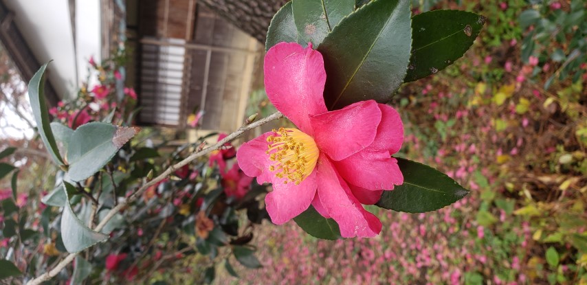 Camellia japonica plantplacesimage20181207_094637.jpg