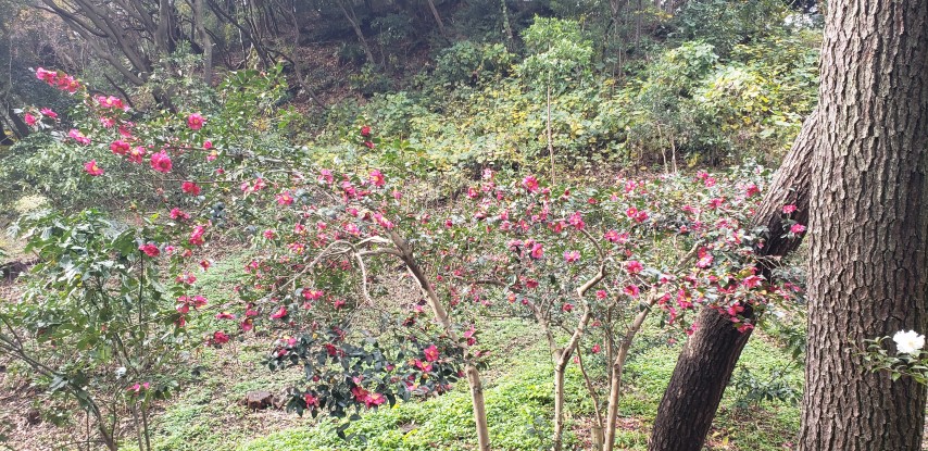 Camellia japonica plantplacesimage20181207_094648.jpg