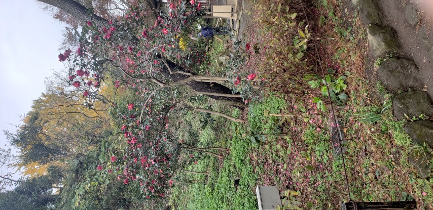 Camellia japonica plantplacesimage20181207_094704.jpg