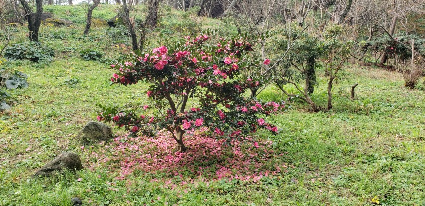 Camellia japonica plantplacesimage20181207_094934.jpg