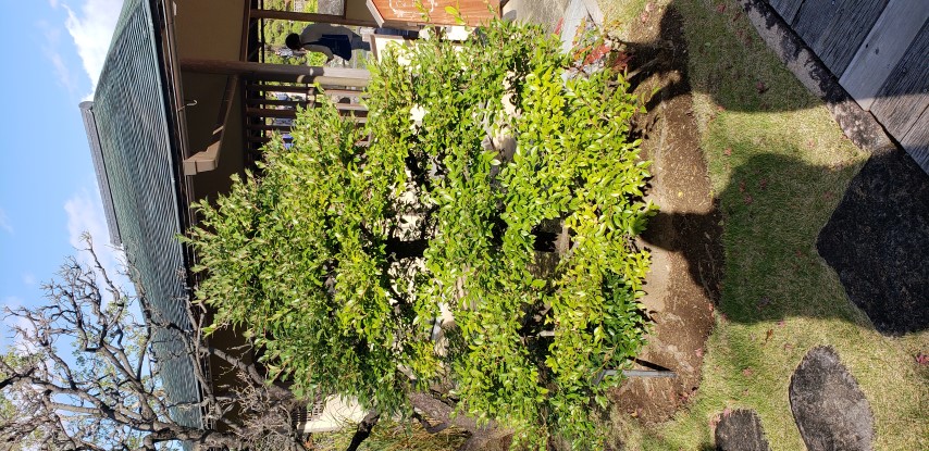 Vaccinium bracteatum plantplacesimage20181208_091250.jpg