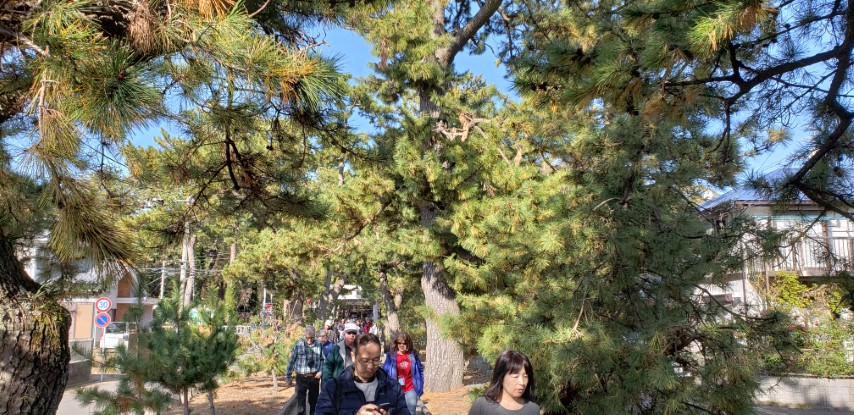 Pinus nigra plantplacesimage20181208_113327.jpg