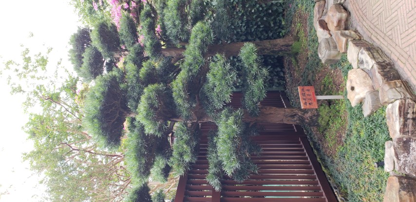 Podocarpus macrophyllus plantplacesimage20181214_093407.jpg