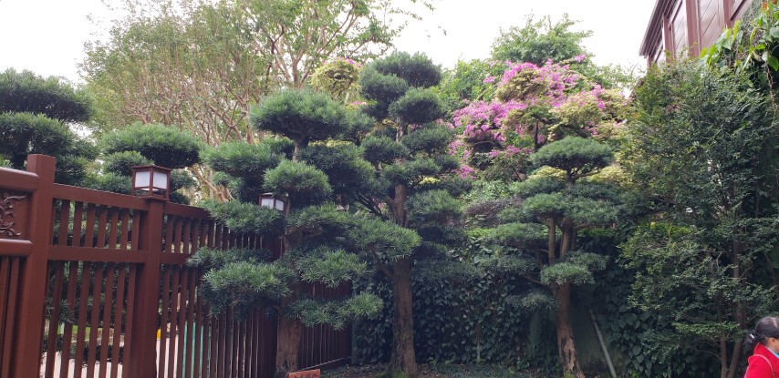 Podocarpus macrophyllus plantplacesimage20181214_093422.jpg