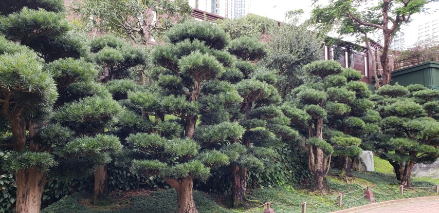 Podocarpus macrophyllus plantplacesimage20181214_093606.jpg