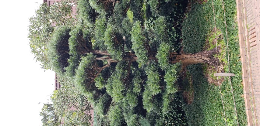 Podocarpus macrophyllus plantplacesimage20181214_093615.jpg