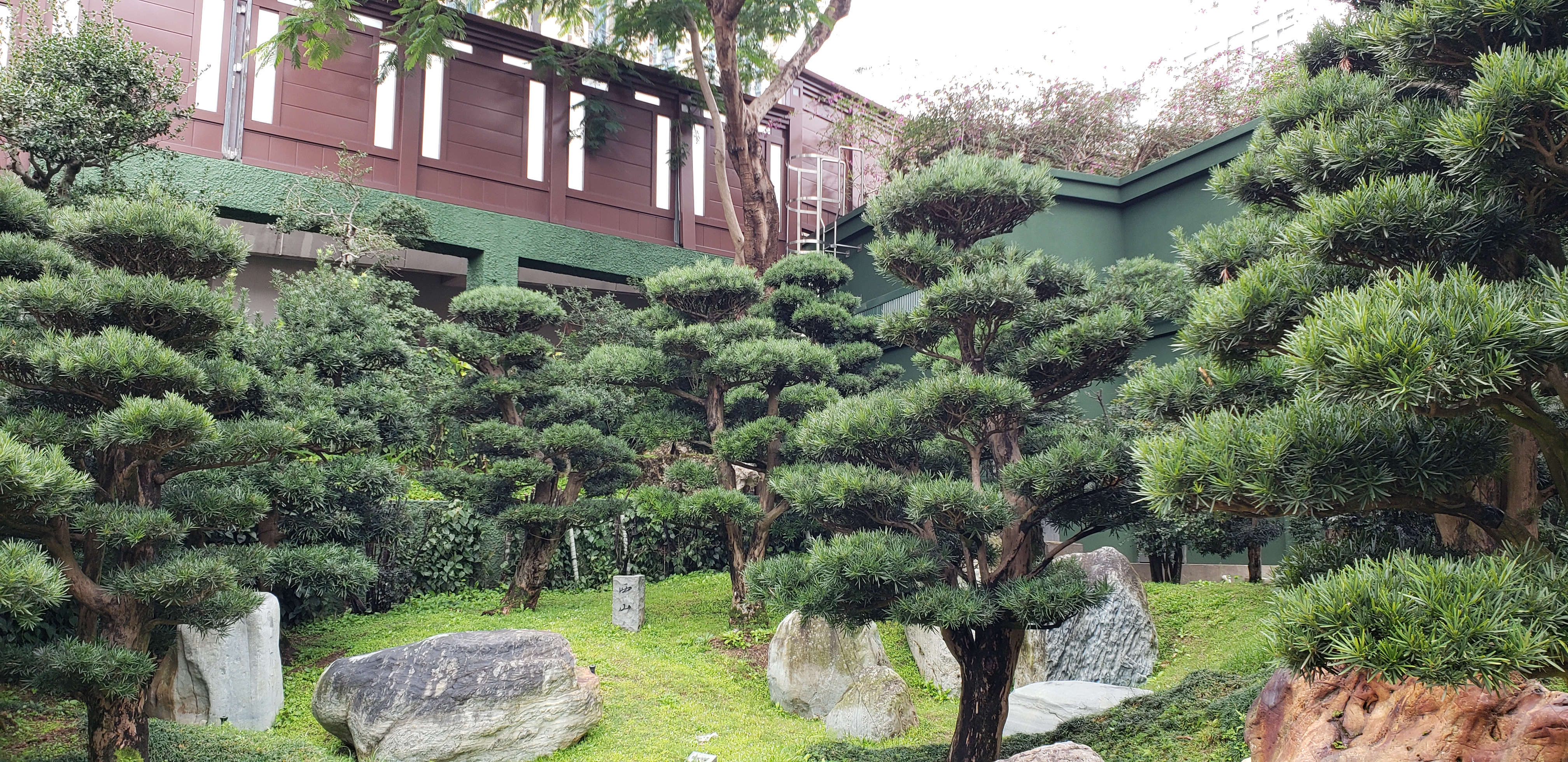 Podocarpus macrophyllus plantplacesimage20181214_093703.jpg