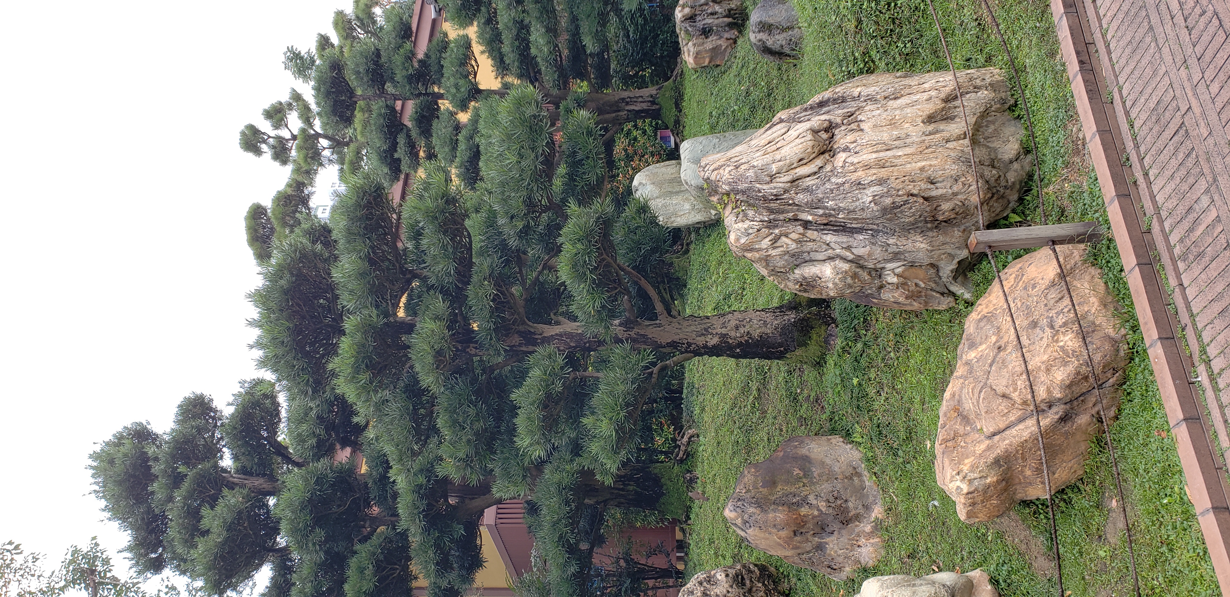 Podocarpus macrophyllus plantplacesimage20181214_093714.jpg