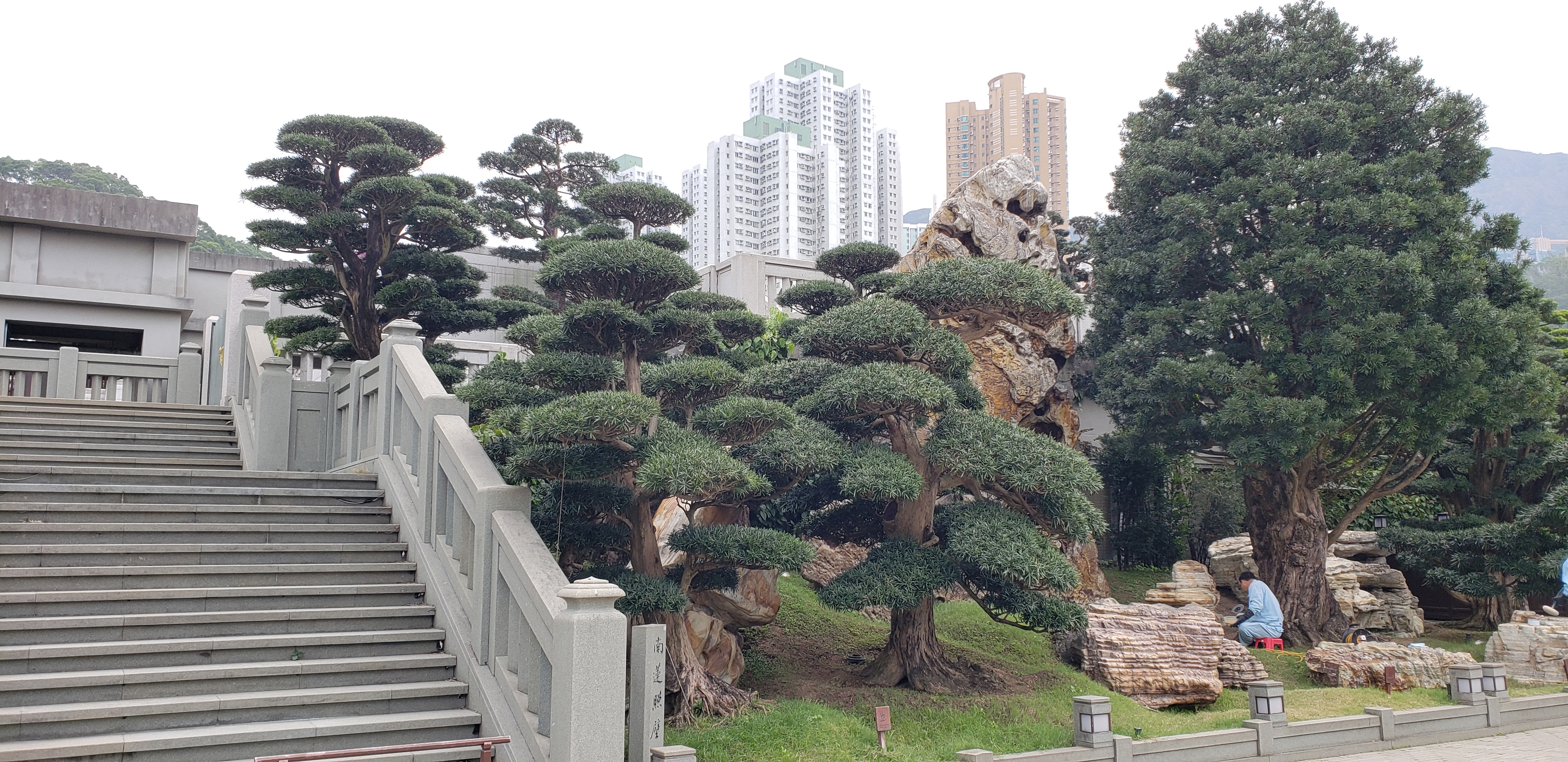 Podocarpus macrophyllus plantplacesimage20181214_093852.jpg