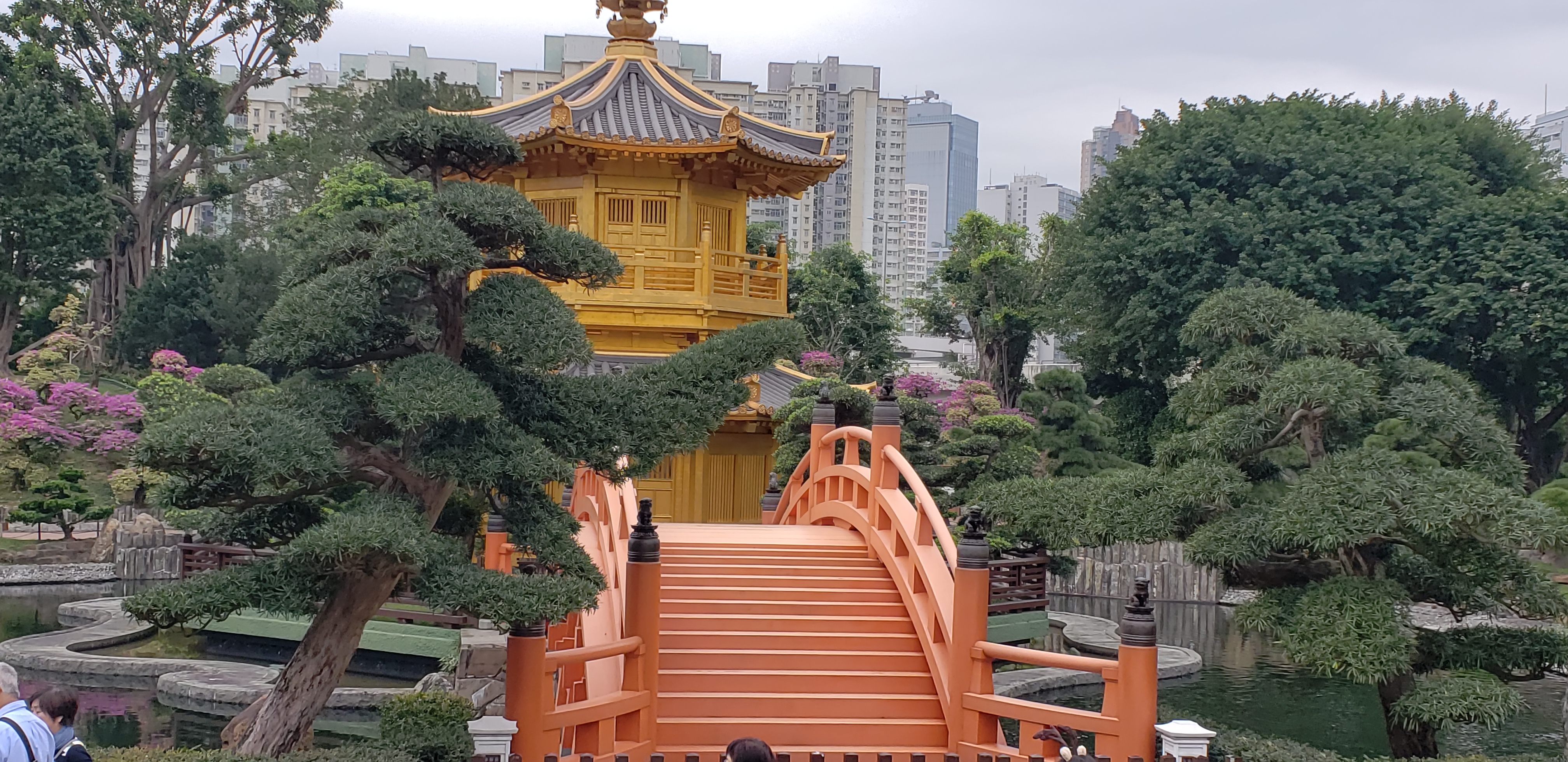 Podocarpus macrophyllus plantplacesimage20181214_094114.jpg