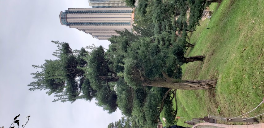 Podocarpus macrophyllus plantplacesimage20181214_100801.jpg