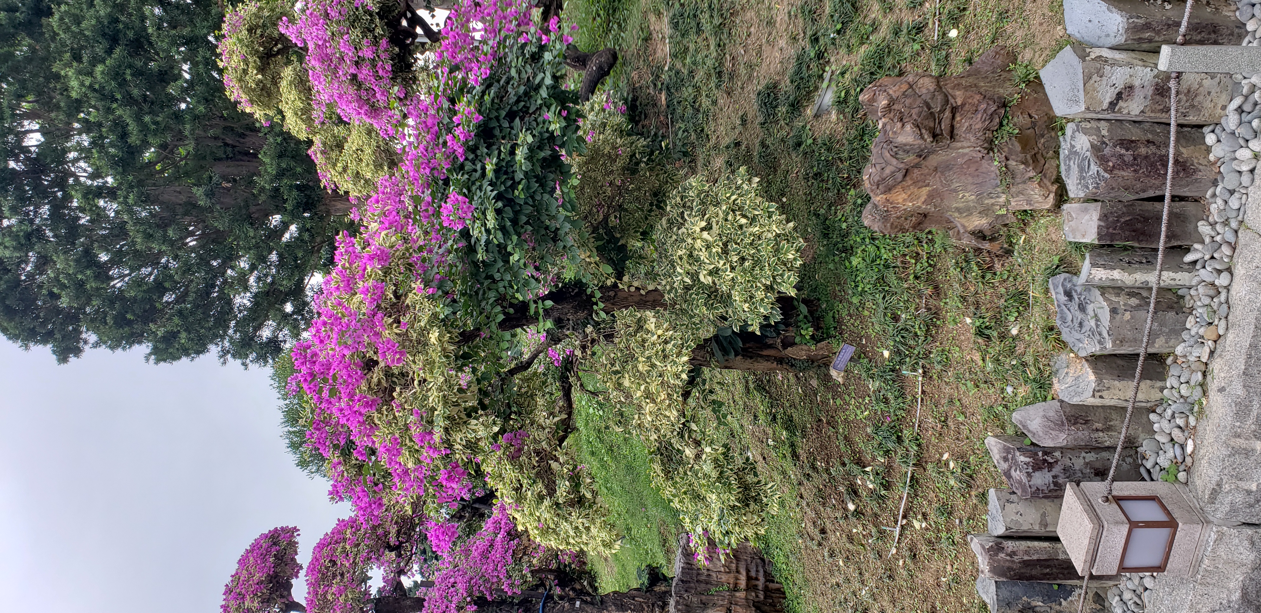 Bougainvillea glabra plantplacesimage20181214_101644.jpg