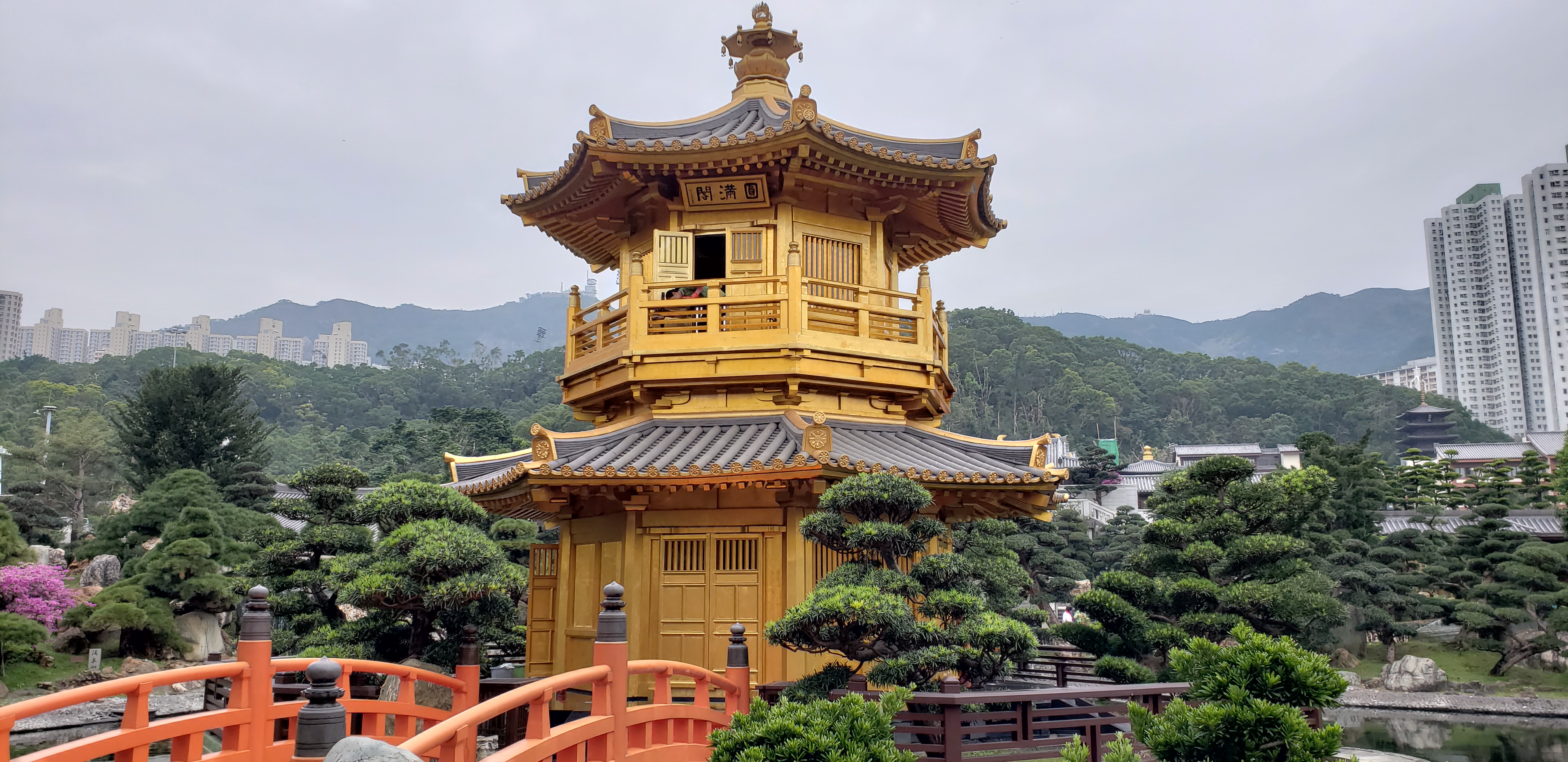 Podocarpus macrophyllus plantplacesimage20181214_101819.jpg