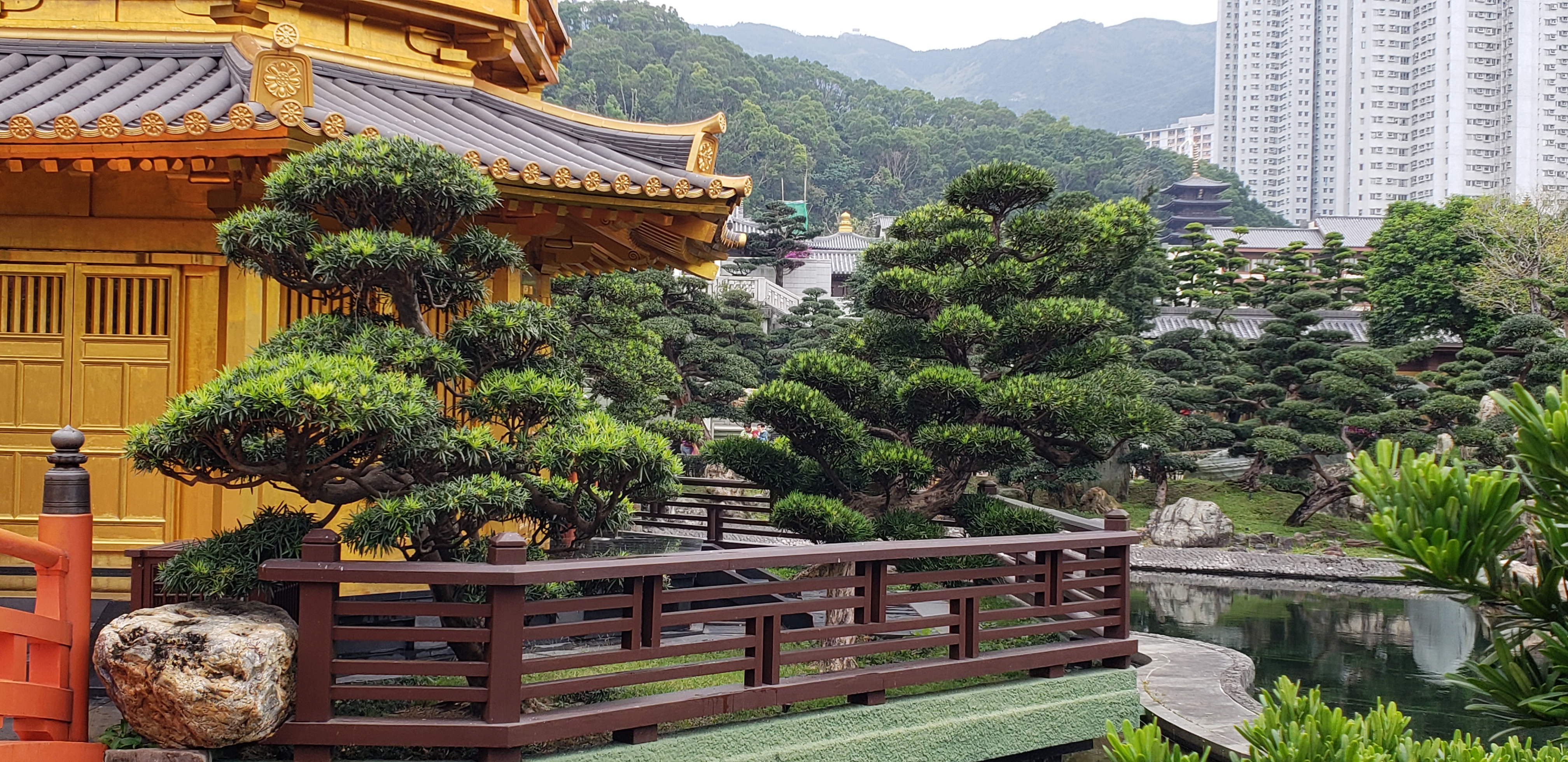 Podocarpus macrophyllus plantplacesimage20181214_101833.jpg