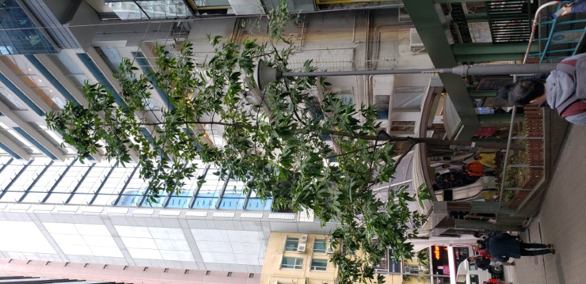 Michelia alba plantplacesimage20181214_122654.jpg