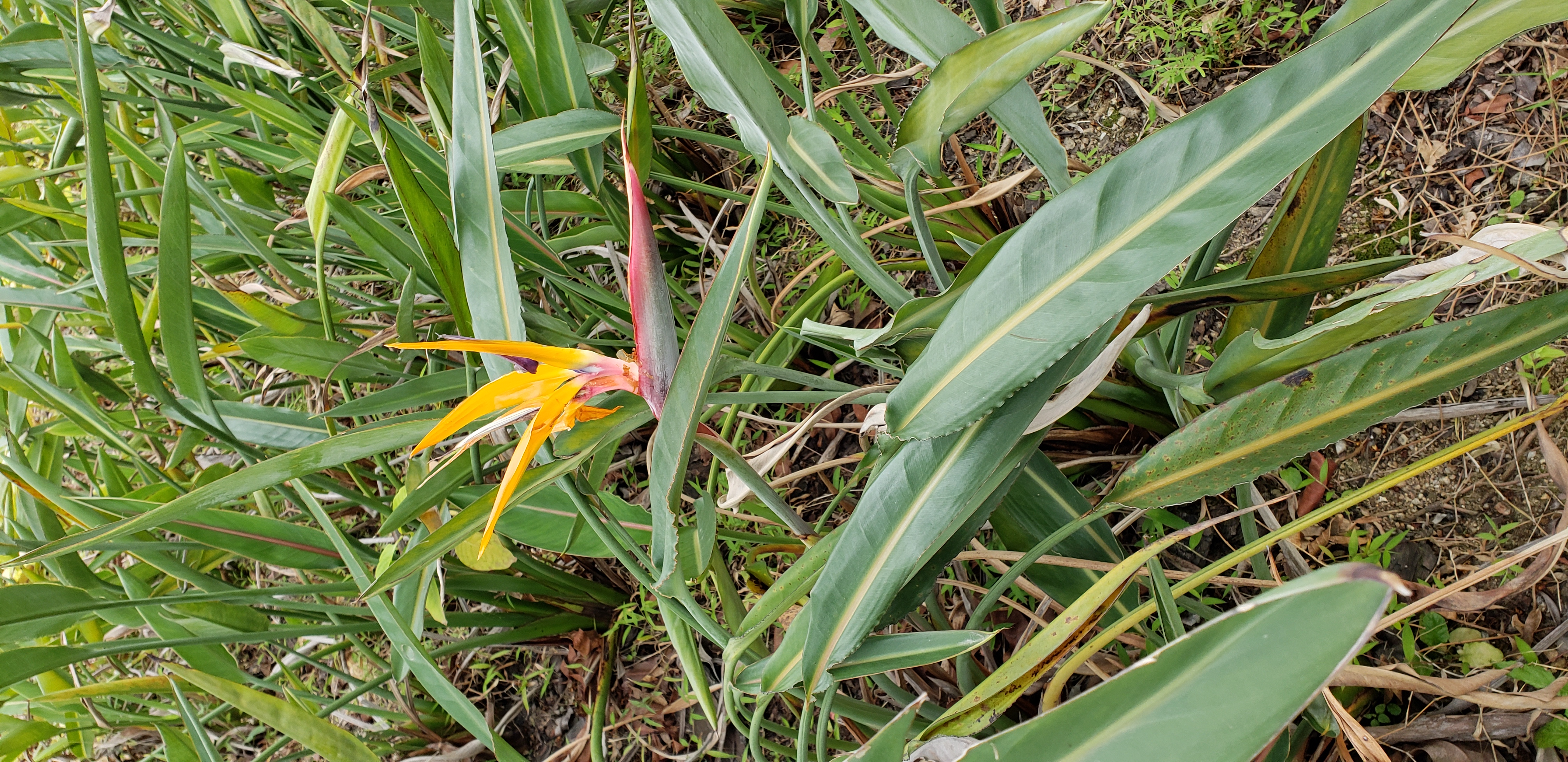 Strelitzia reginae plantplacesimage20181214_154114.jpg