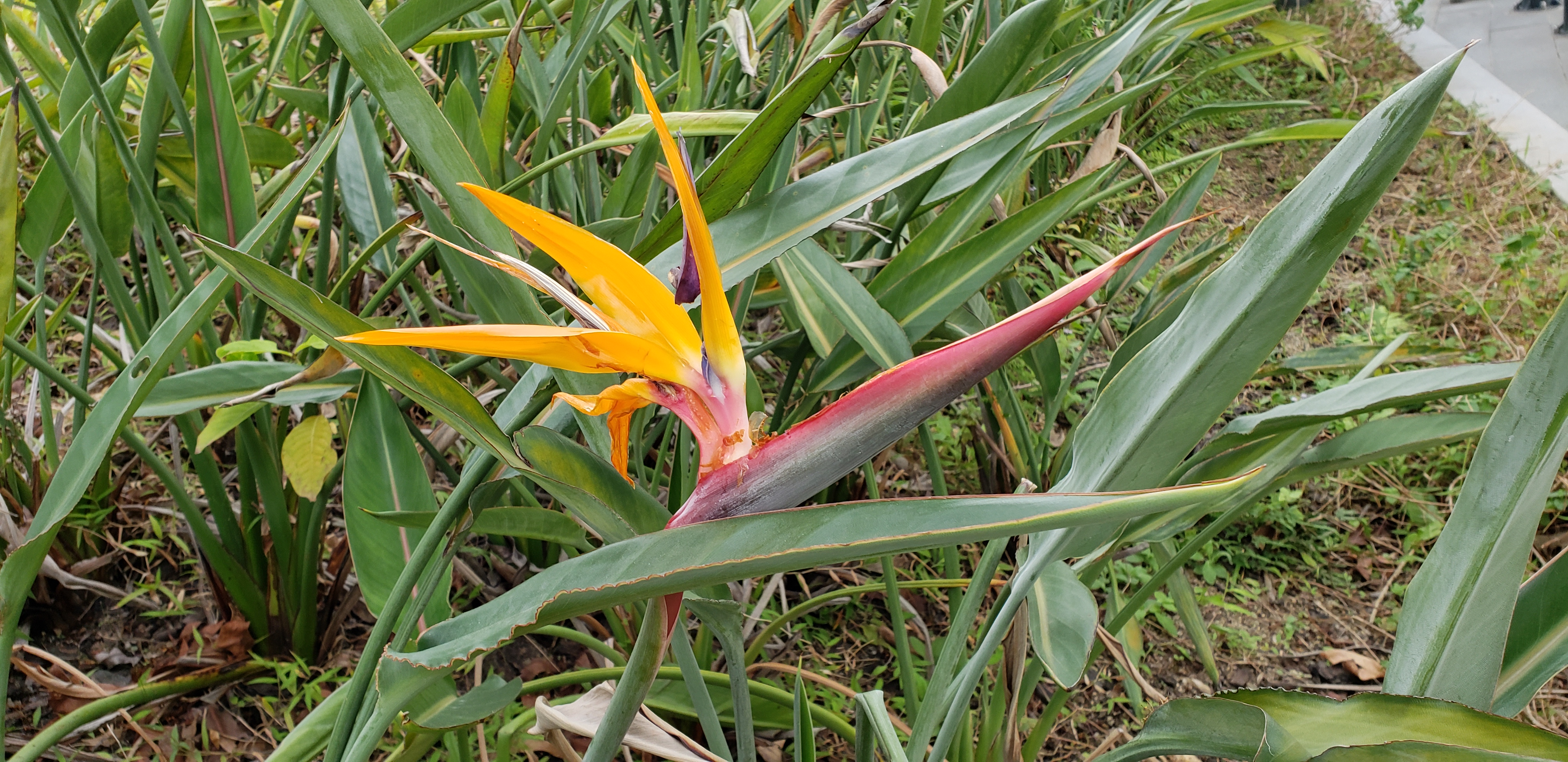 Strelitzia reginae plantplacesimage20181214_154124.jpg