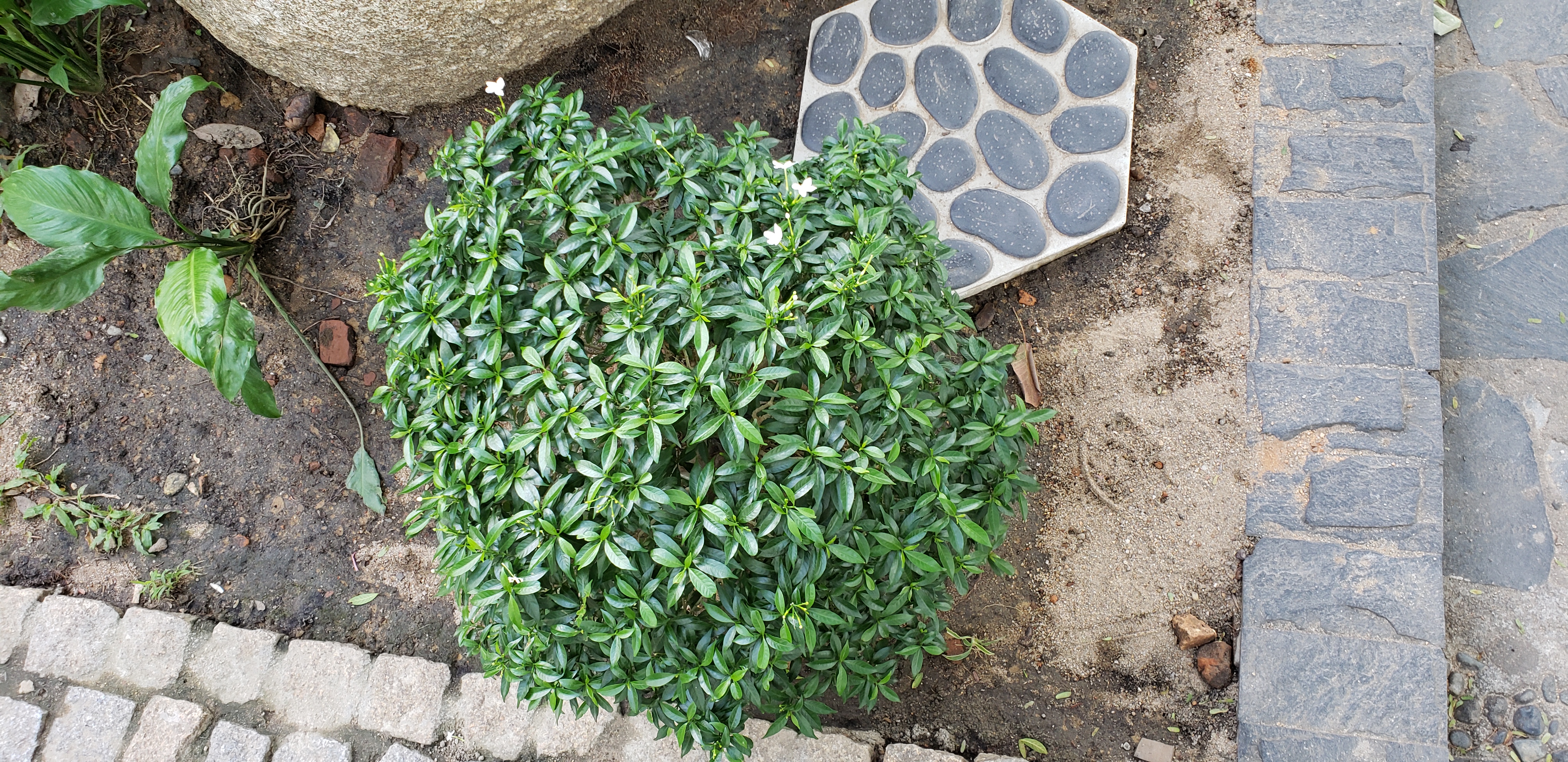 Tabernaemontana divaricata plantplacesimage20181216_122618.jpg