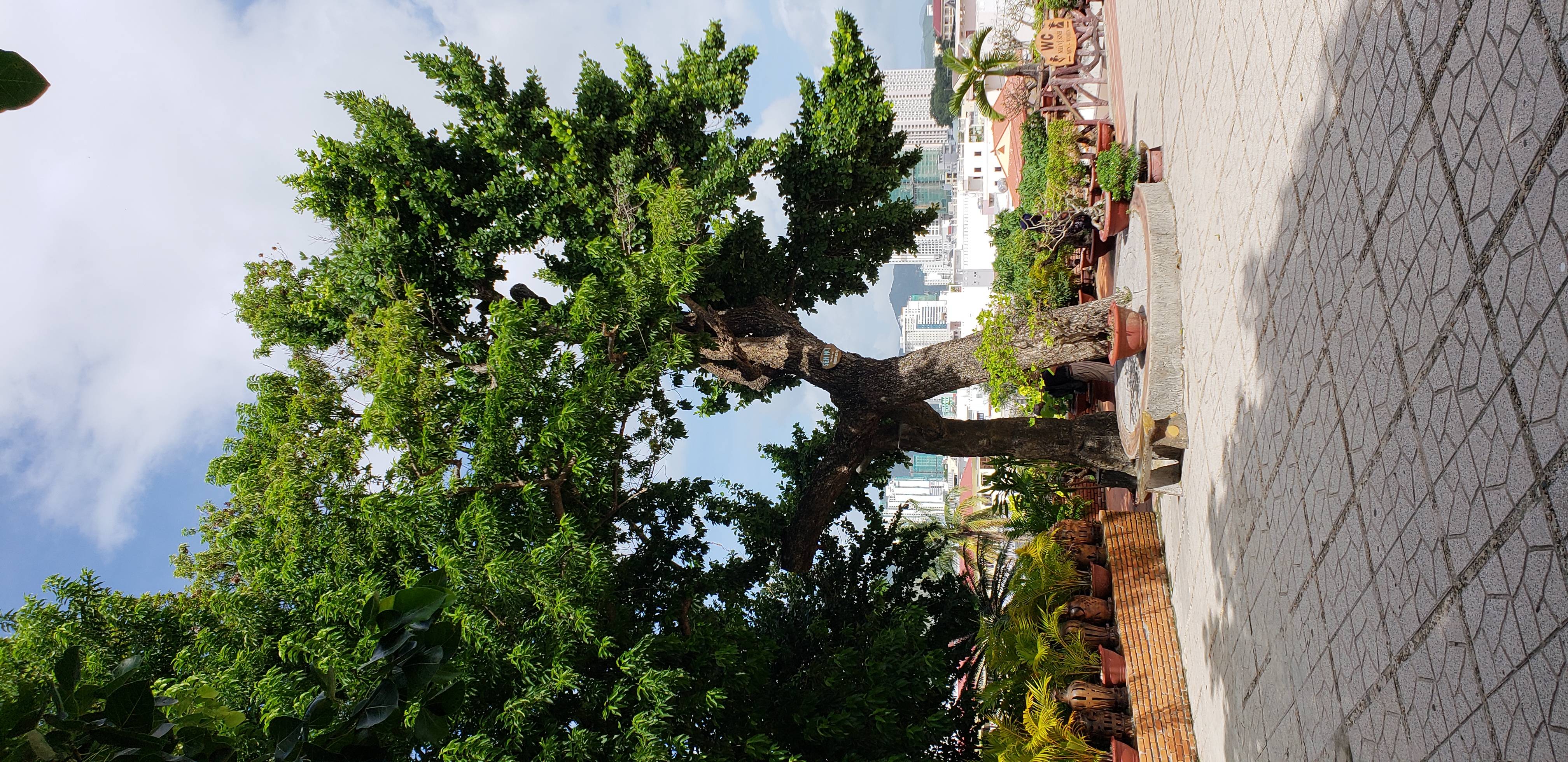 Manilkara hexandra plantplacesimage20181216_123514.jpg