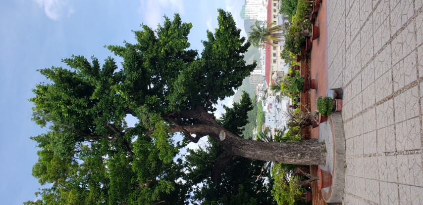 Manilkara hexandra plantplacesimage20181216_123605.jpg