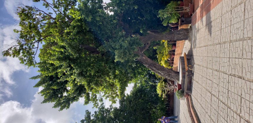 Manilkara hexandra plantplacesimage20181216_123654.jpg