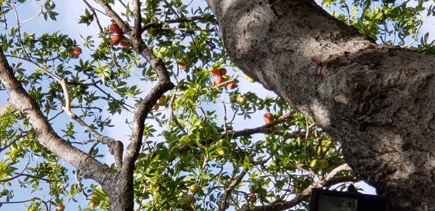 Sterculia foetida plantplacesimage20181216_124240.jpg