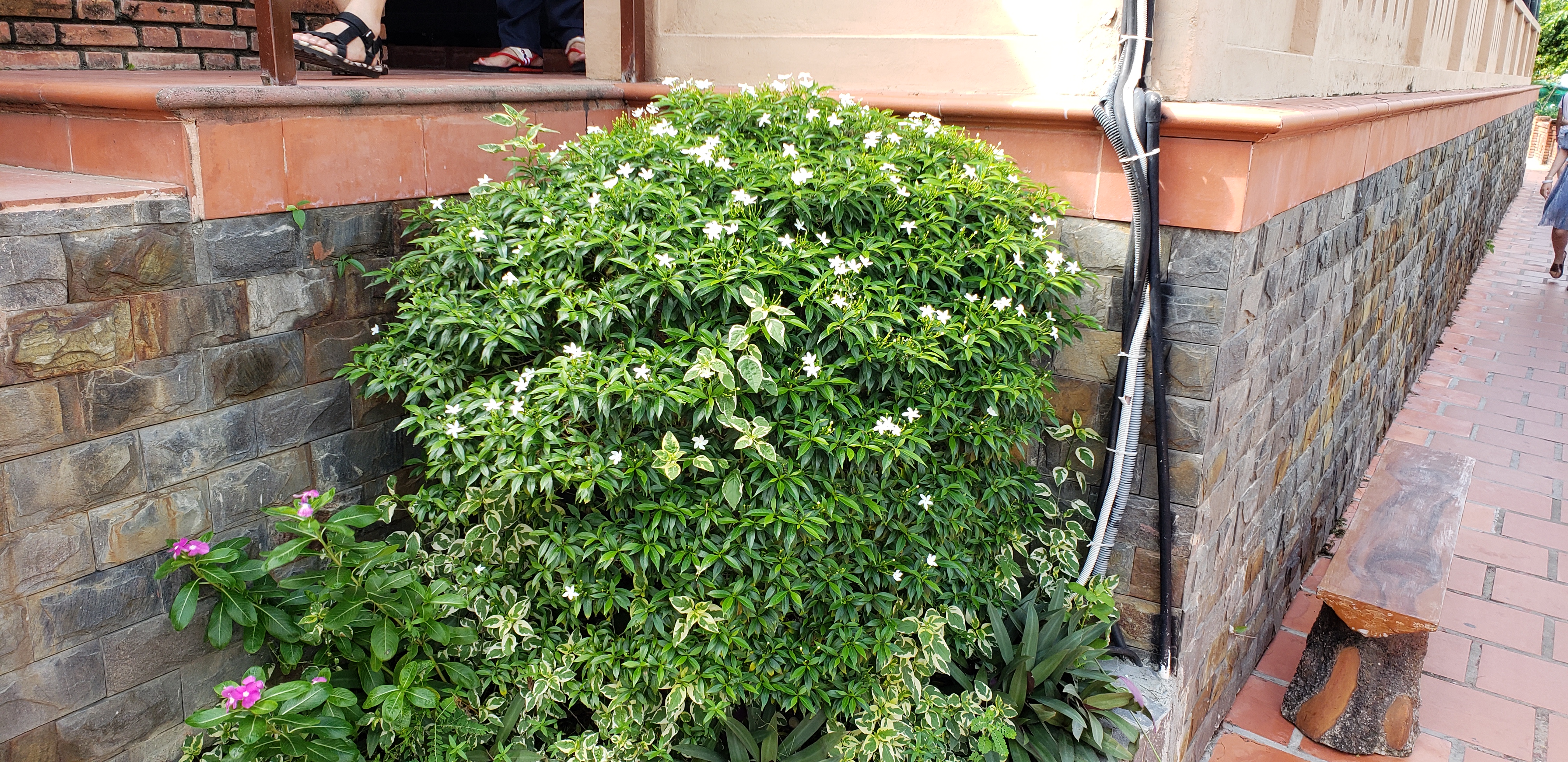 Tabernaemontana divaricata plantplacesimage20181216_131157.jpg