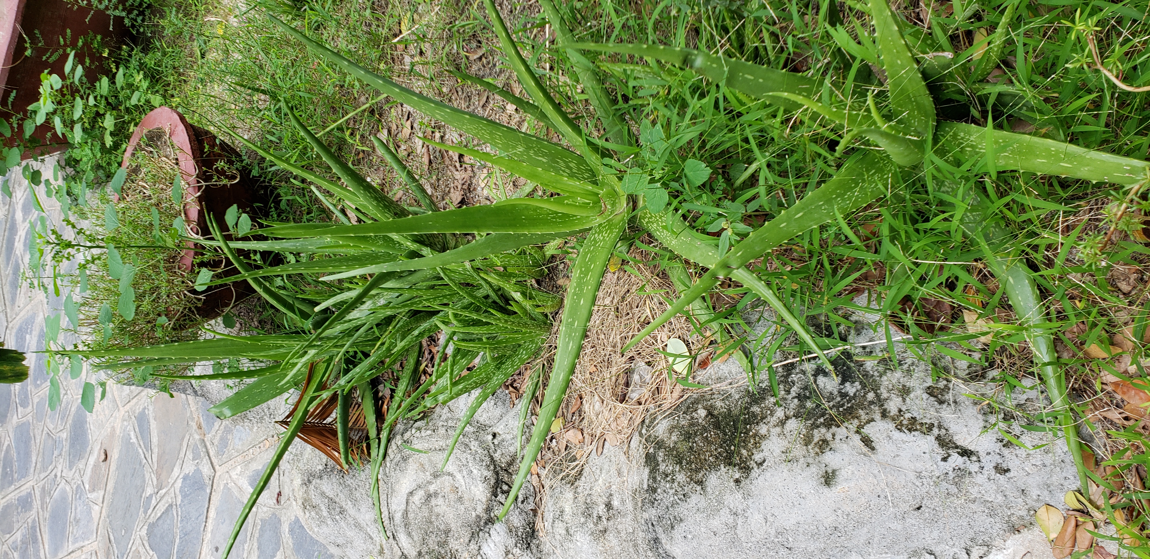 Codiaeum variegatum plantplacesimage20181216_150057.jpg