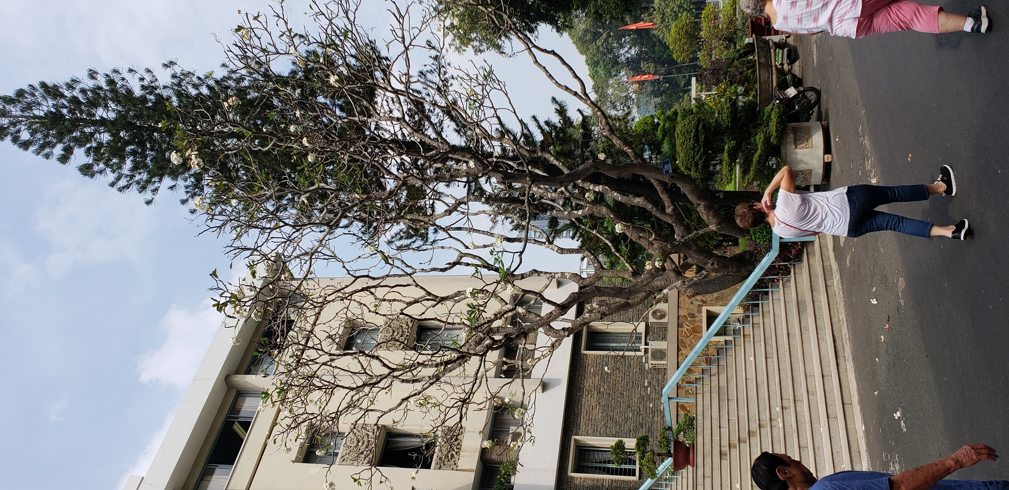 Prangipani spp plantplacesimage20181217_112843.jpg