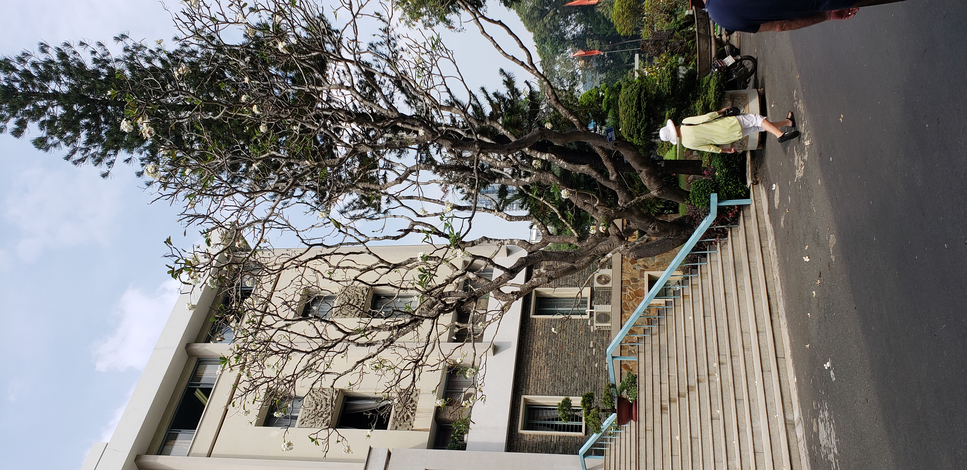 Prangipani spp plantplacesimage20181217_112851.jpg