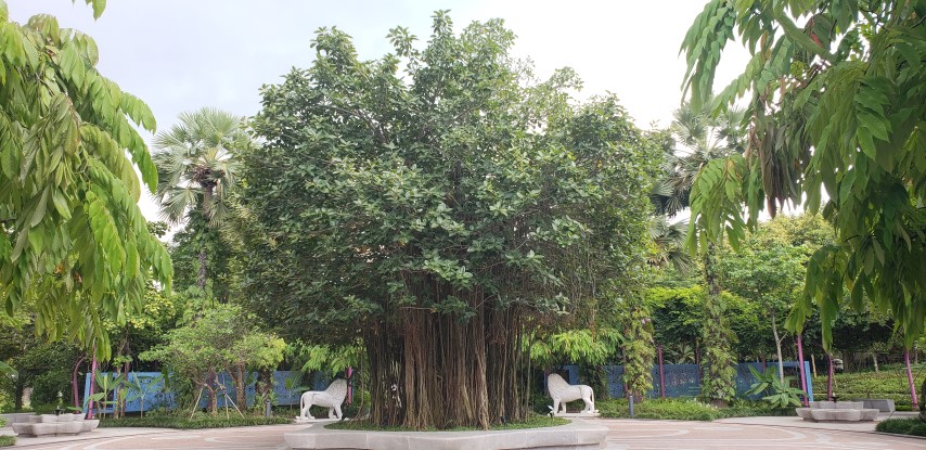 Ficus benghalensus plantplacesimage20181219_111953.jpg