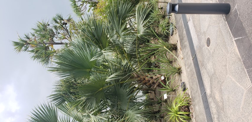 Sabal causiarum plantplacesimage20181219_112854.jpg
