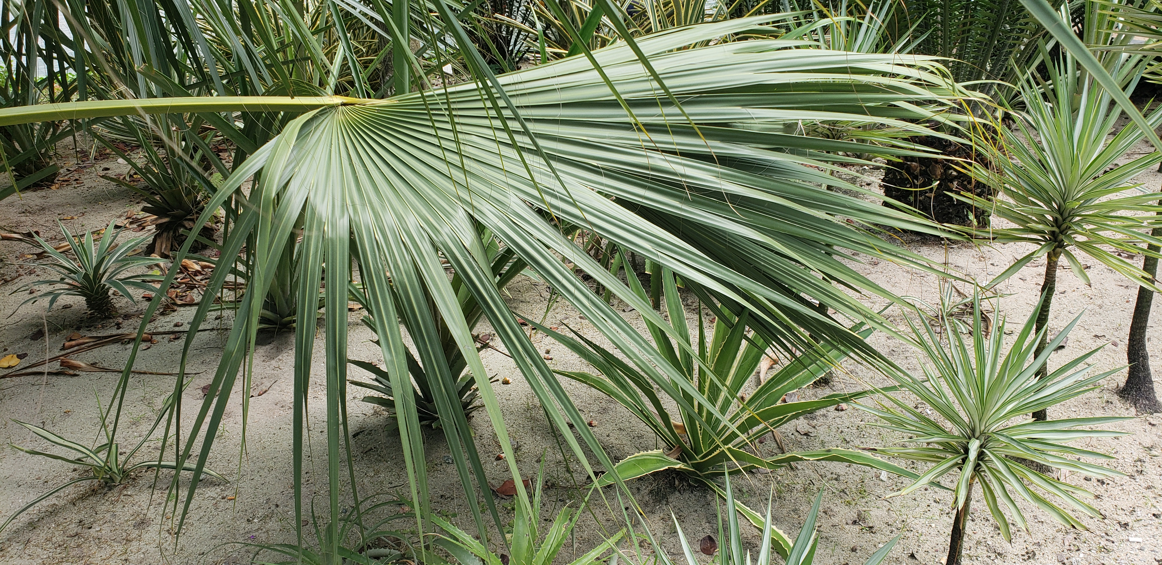Sabal causiarum plantplacesimage20181219_112913.jpg