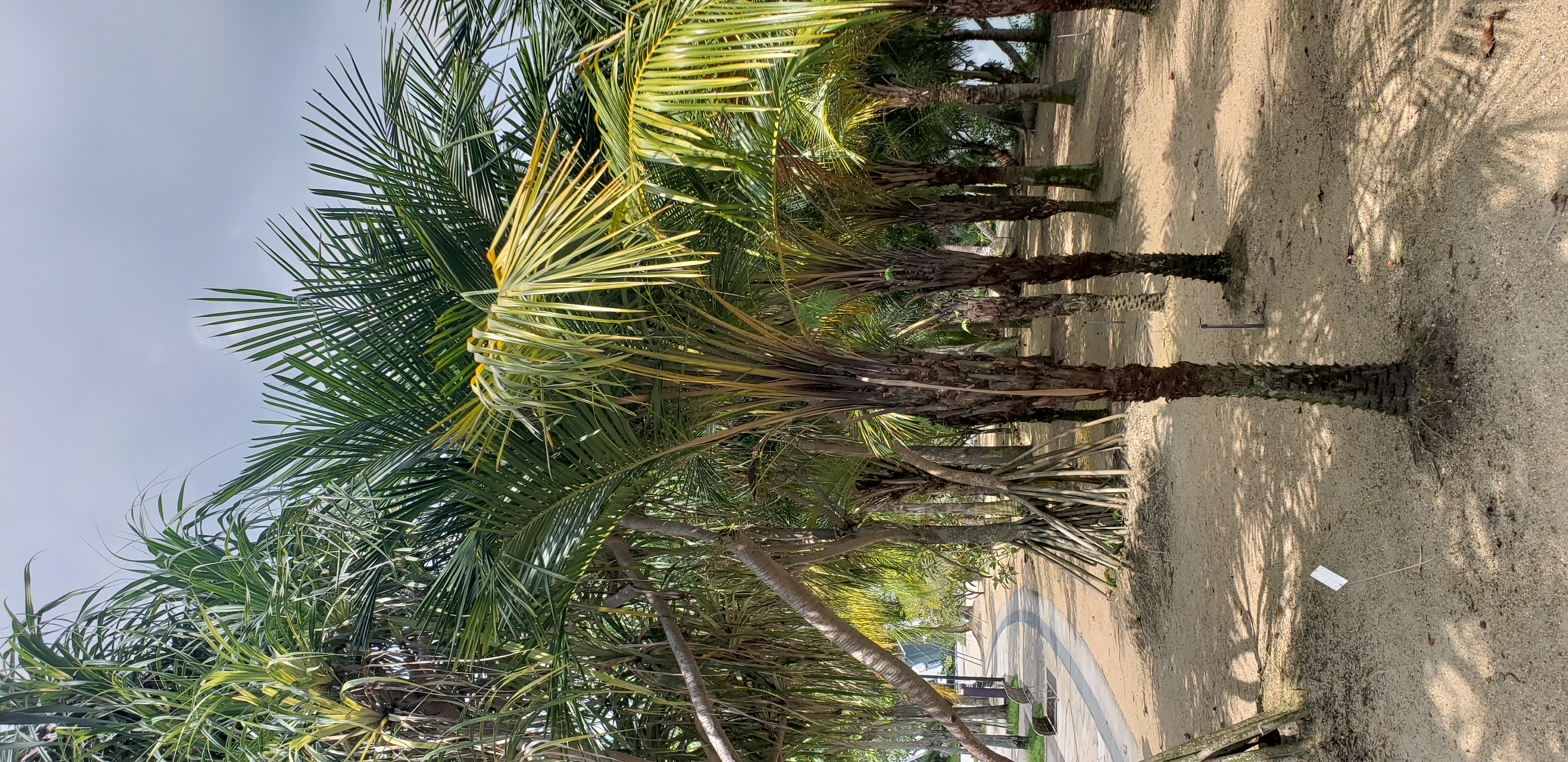 Syagrus schizophylla plantplacesimage20181219_113948.jpg