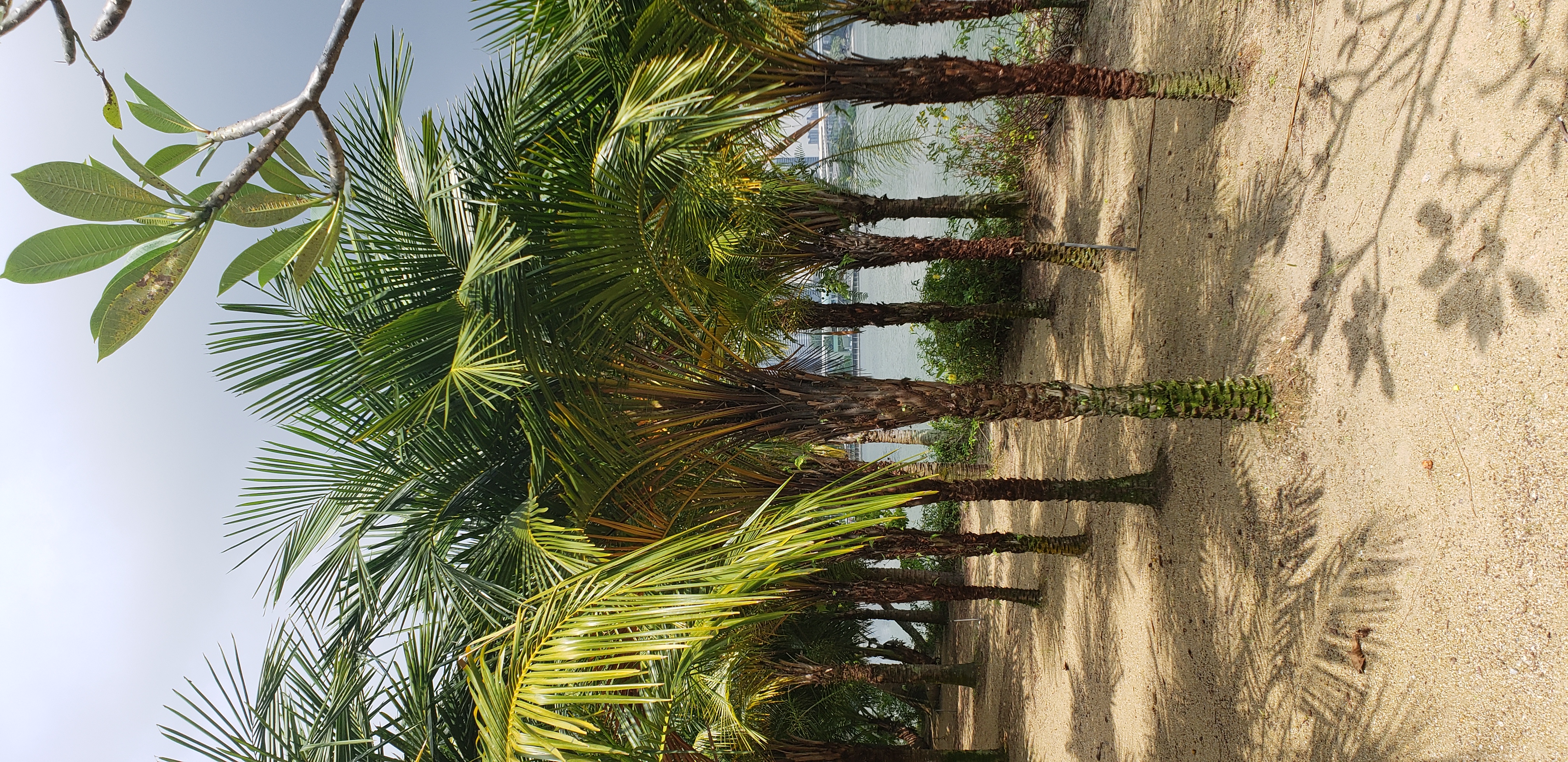 Syagrus schizophylla plantplacesimage20181219_114006.jpg