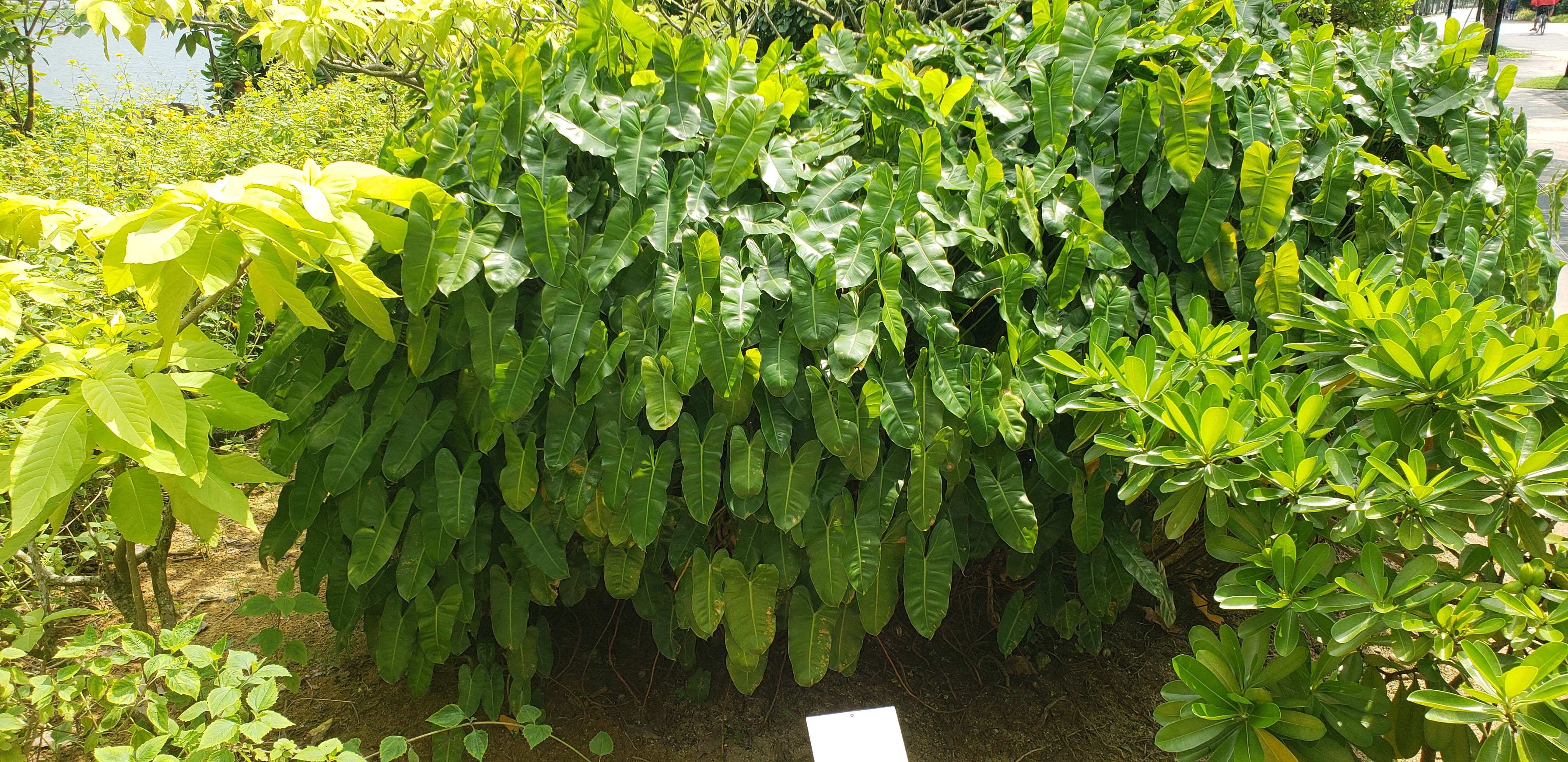 Philodendron  plantplacesimage20181219_114059.jpg