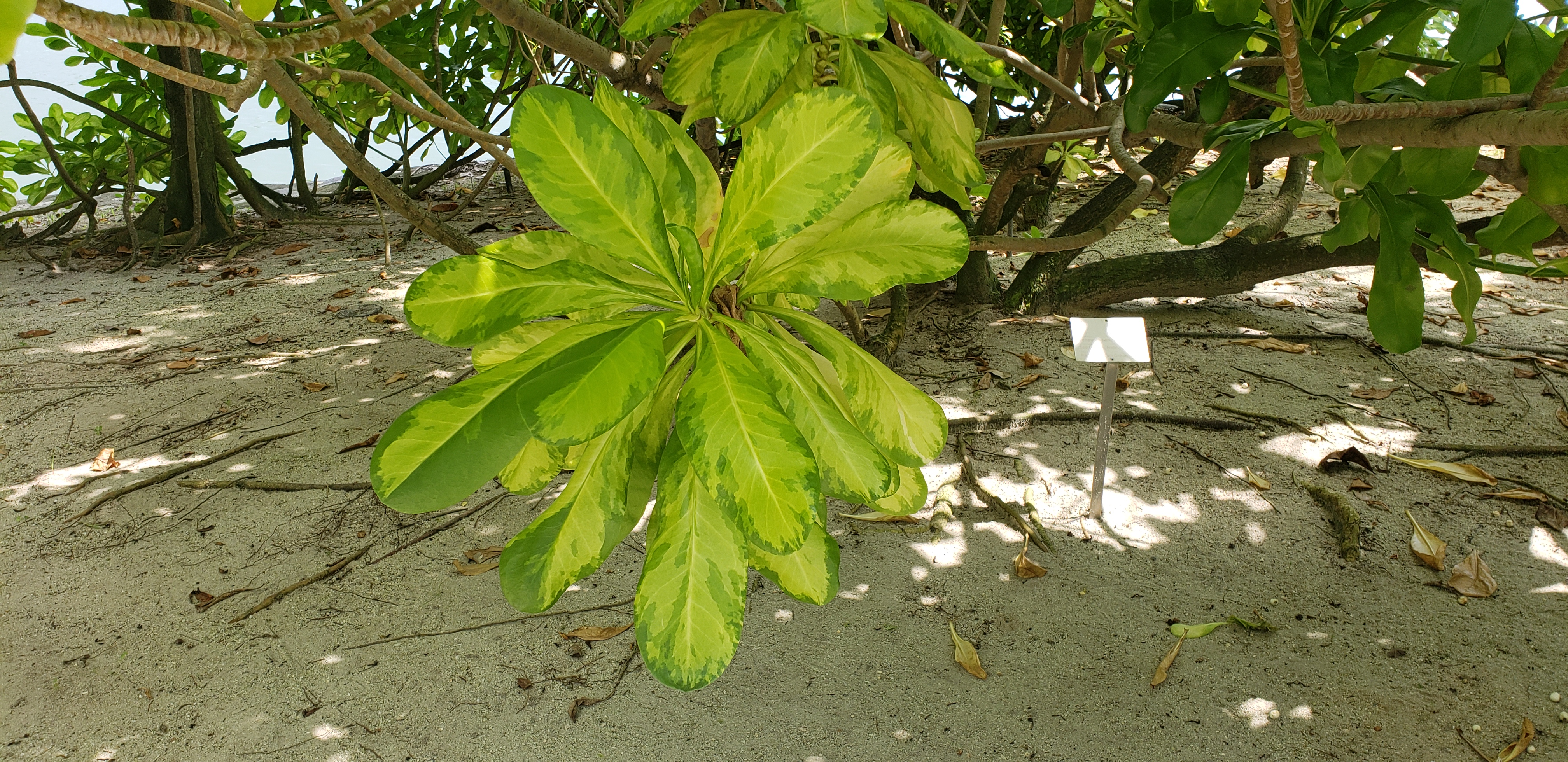 Scaevola sericea plantplacesimage20181219_114243.jpg