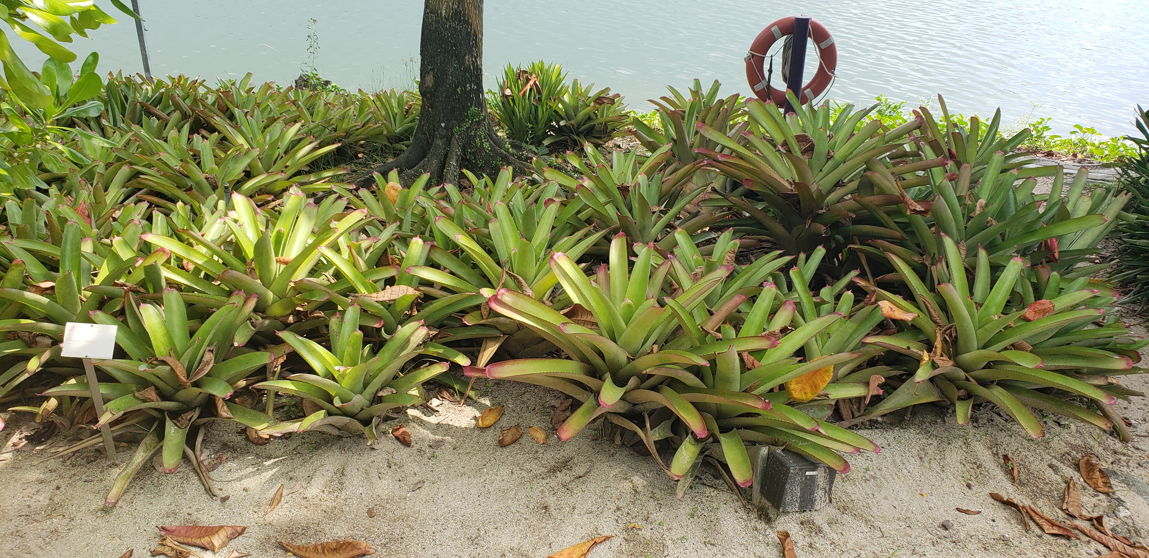 Neoregelia spp plantplacesimage20181219_114324.jpg