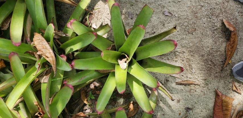 Neoregelia spp plantplacesimage20181219_114338.jpg