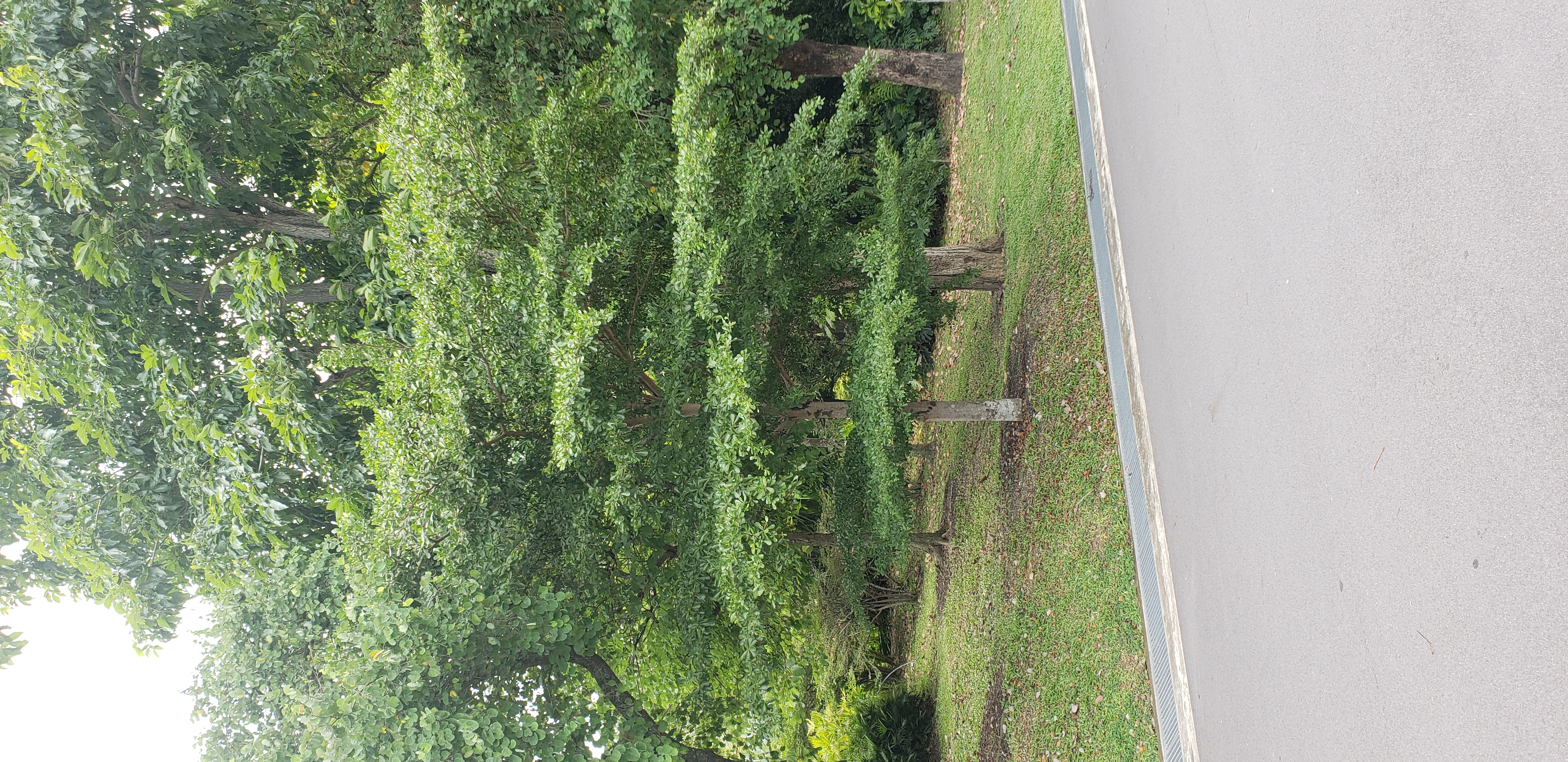 Terminalia mantaly plantplacesimage20181219_122239.jpg