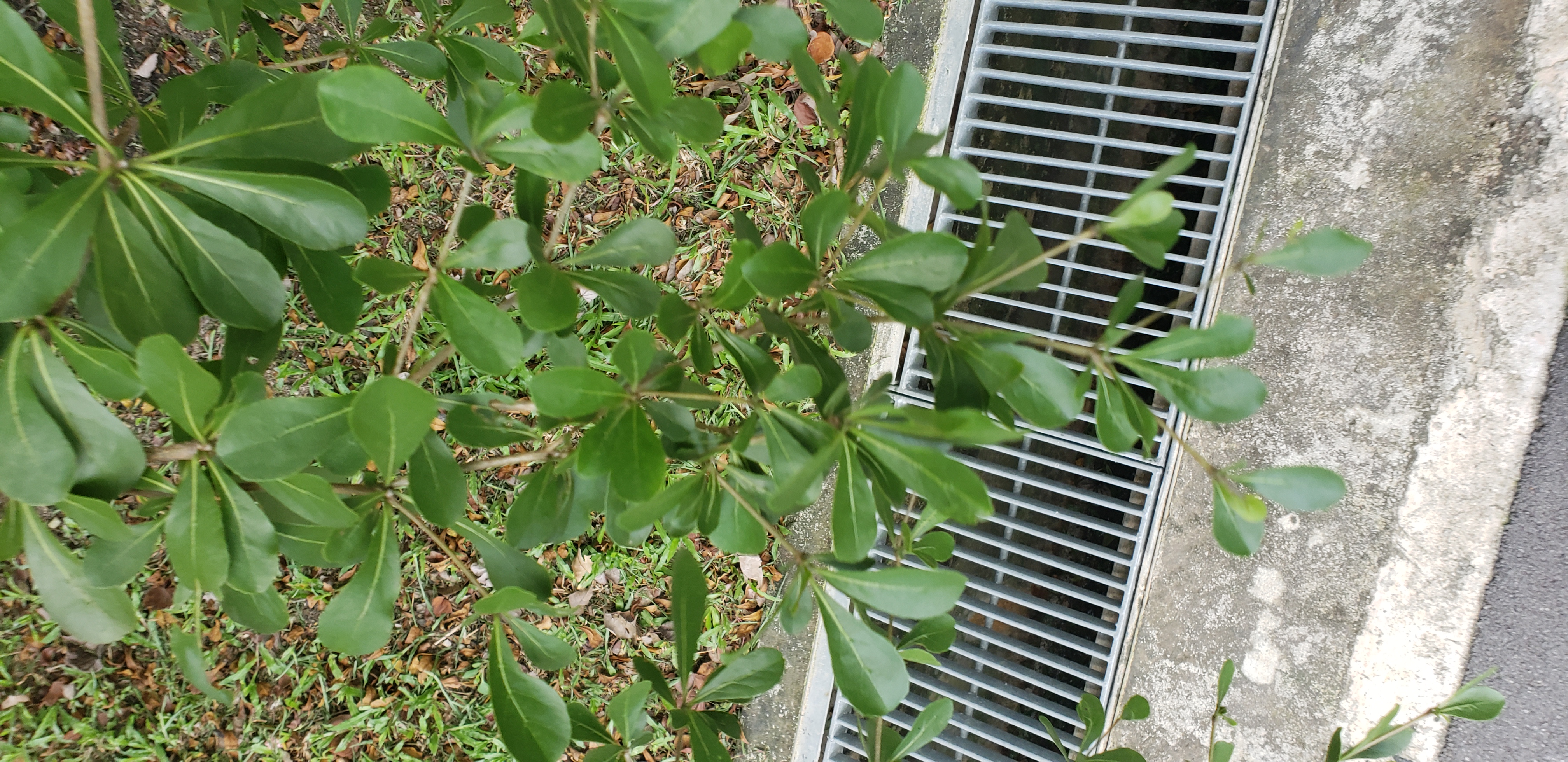Terminalia mantaly plantplacesimage20181219_122258.jpg