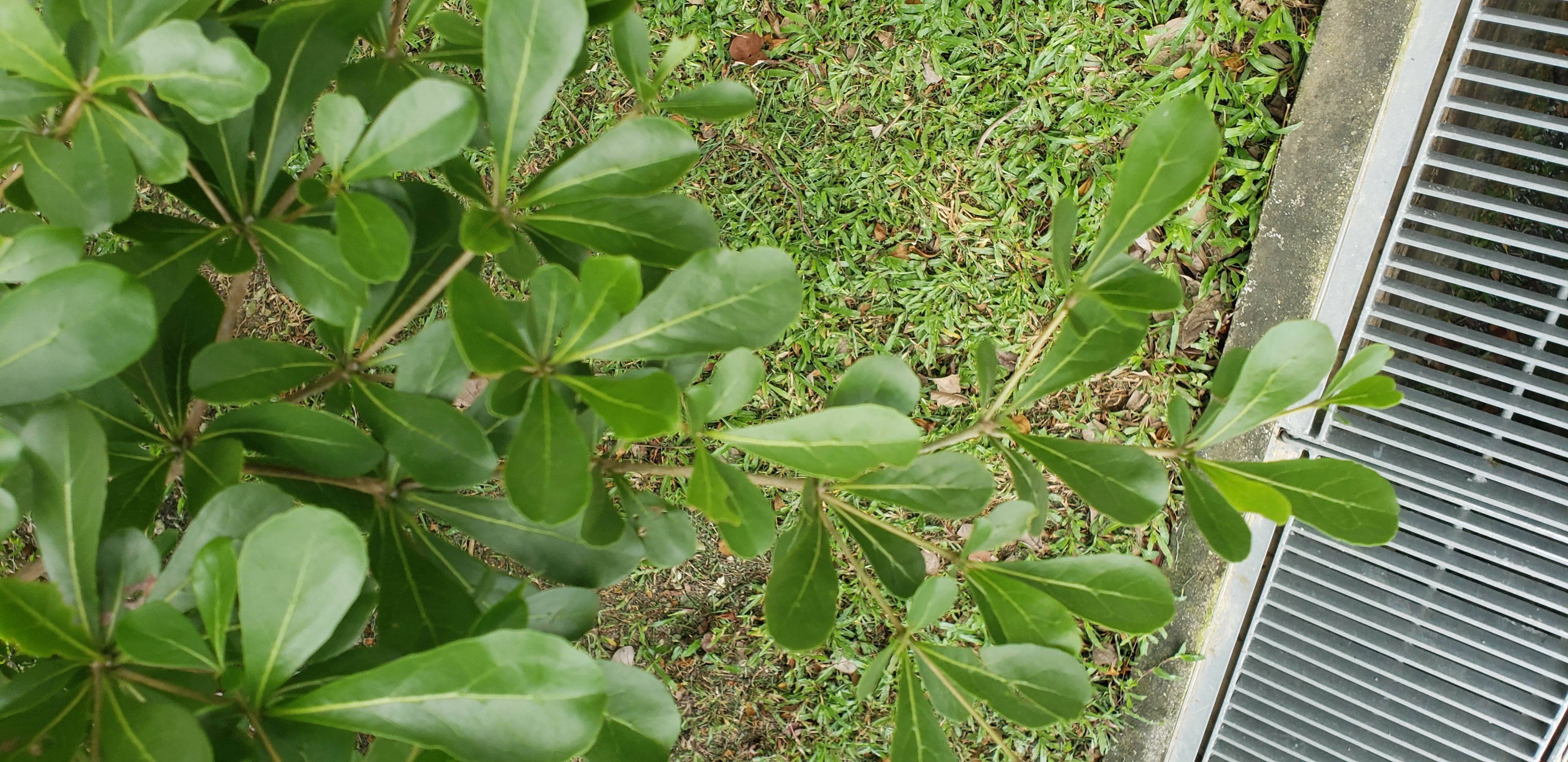 Terminalia mantaly plantplacesimage20181219_122312.jpg