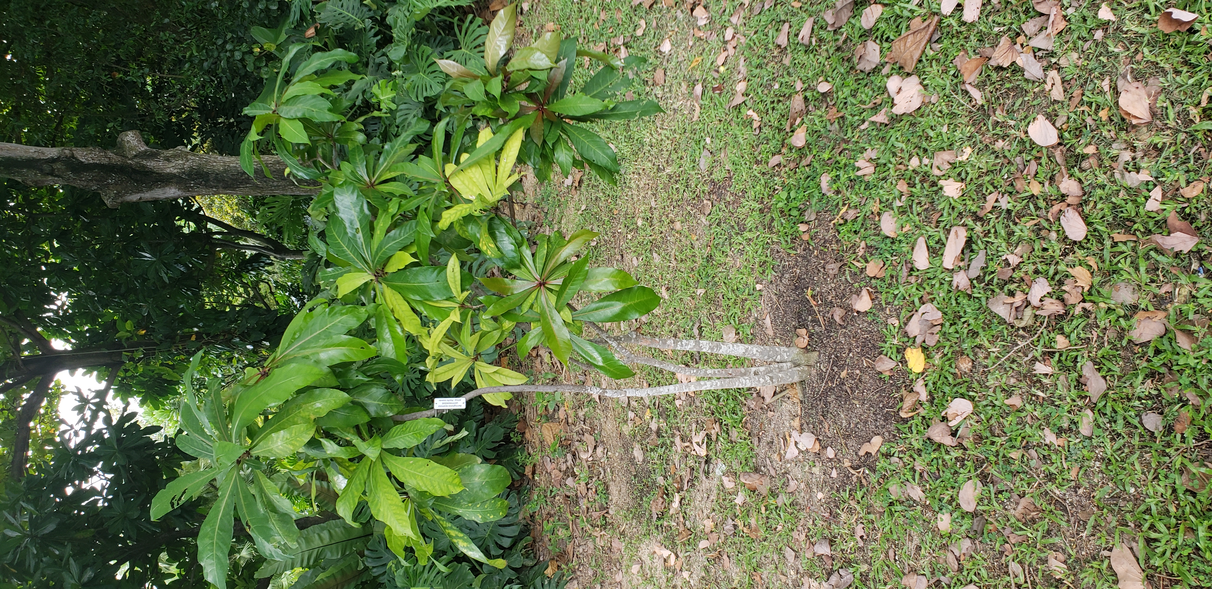 Barringtonia racemosa plantplacesimage20181219_122444.jpg