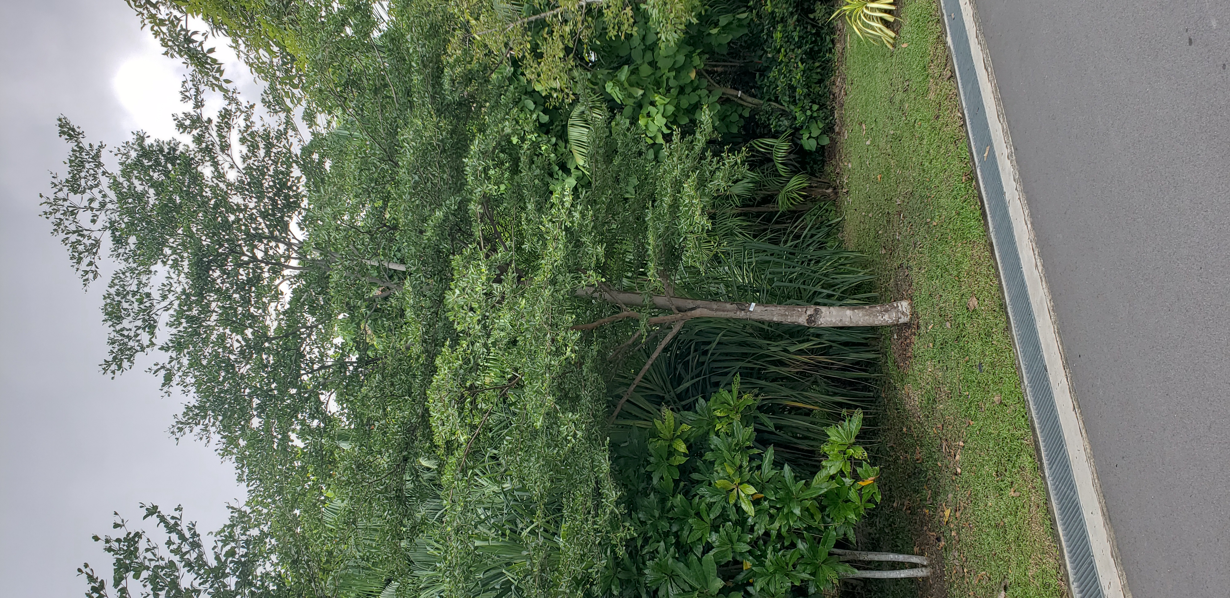 Terminalia mantaly plantplacesimage20181219_122529.jpg