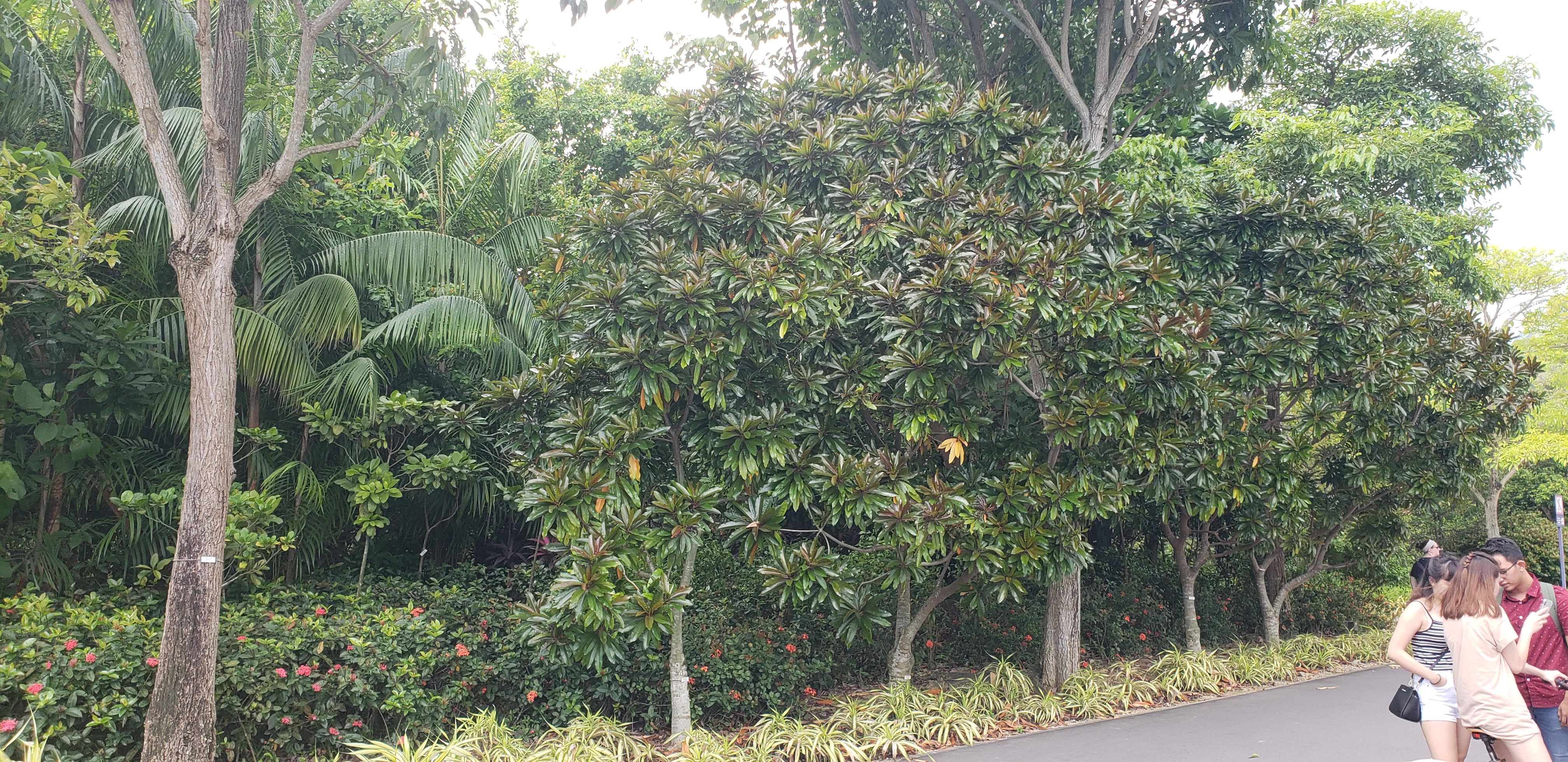 Cerbera manghas plantplacesimage20181219_122826.jpg