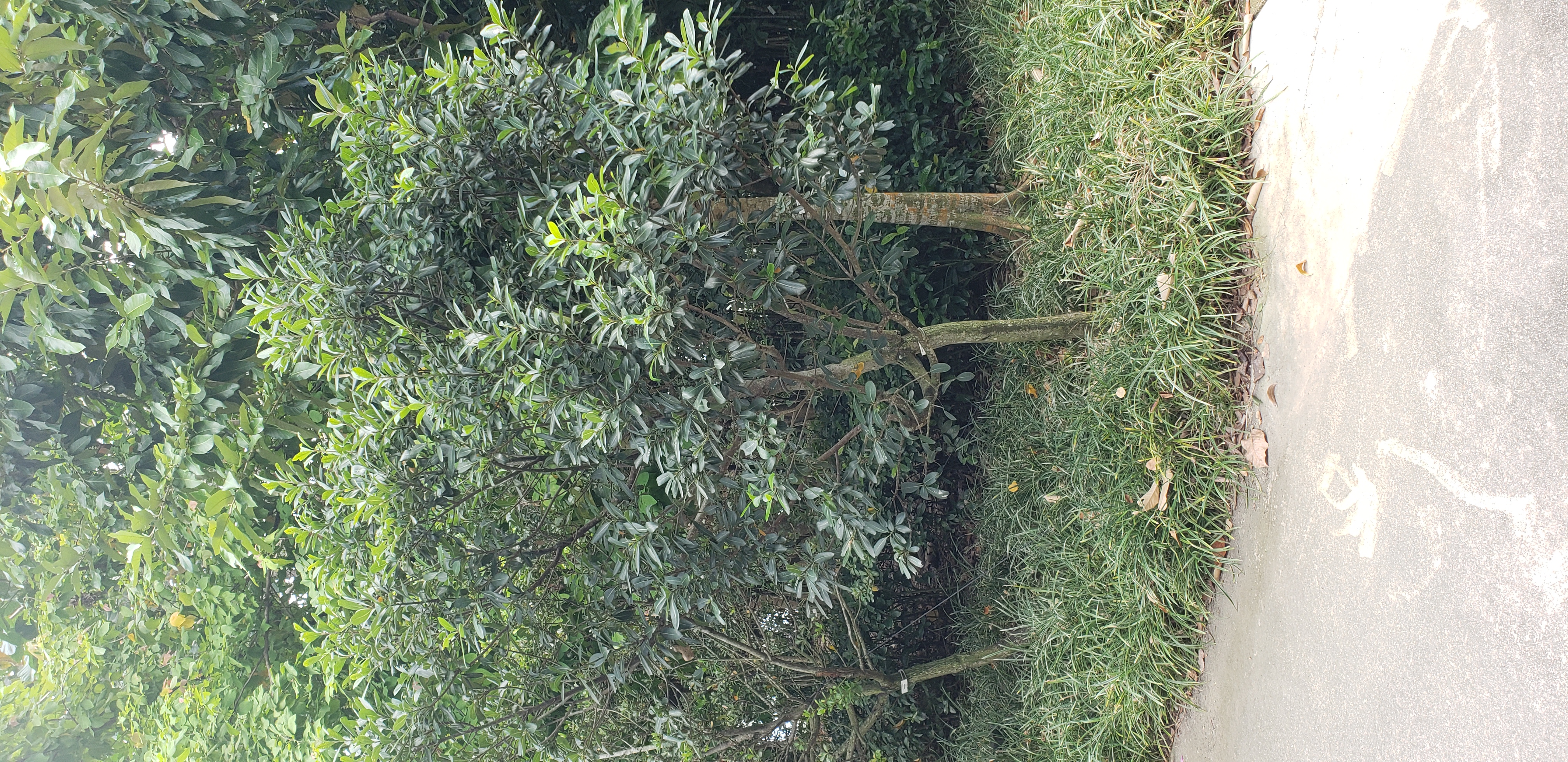 Sideroxylon inerme plantplacesimage20181219_123514.jpg