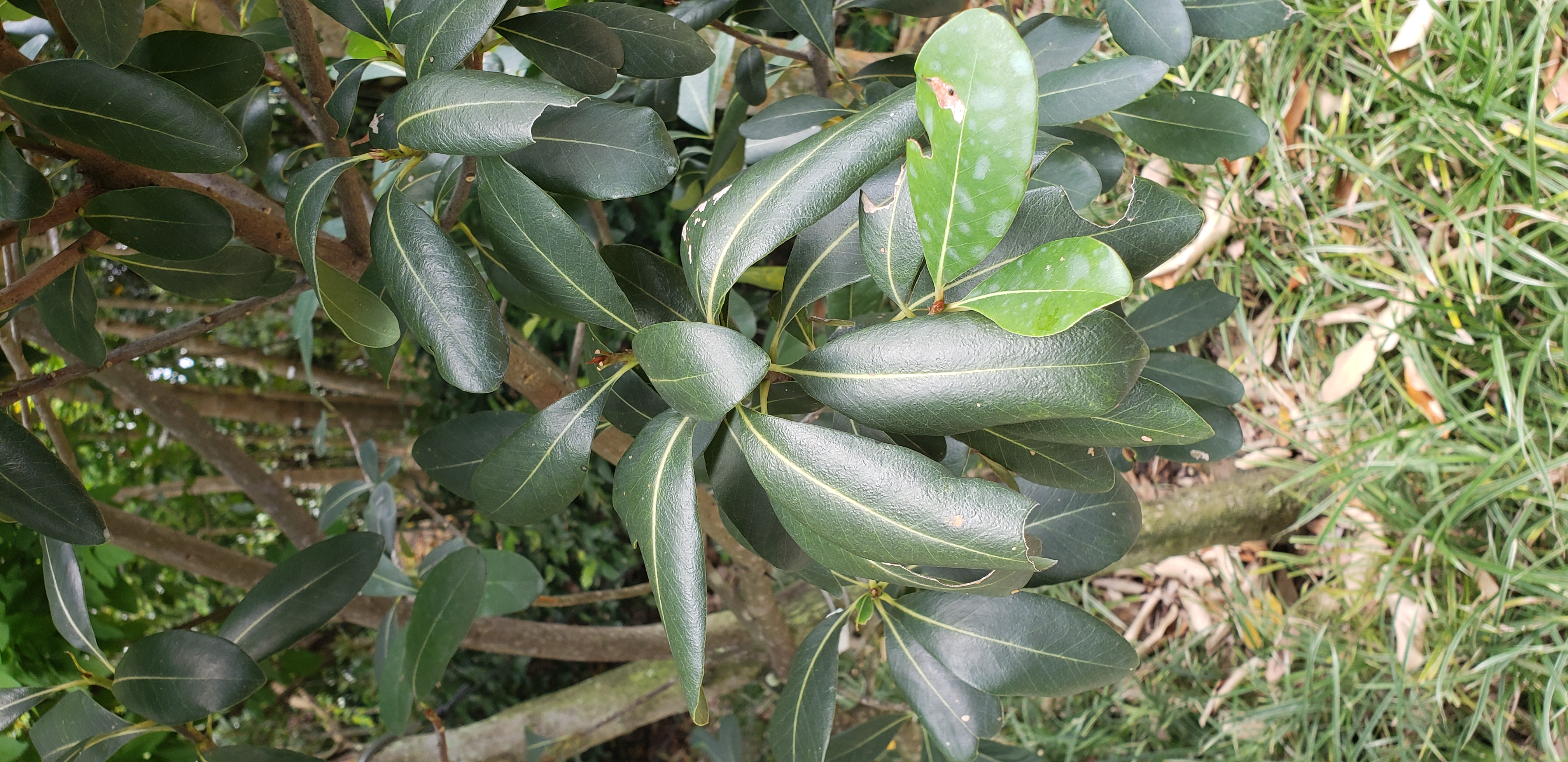 Sideroxylon inerme plantplacesimage20181219_123531.jpg